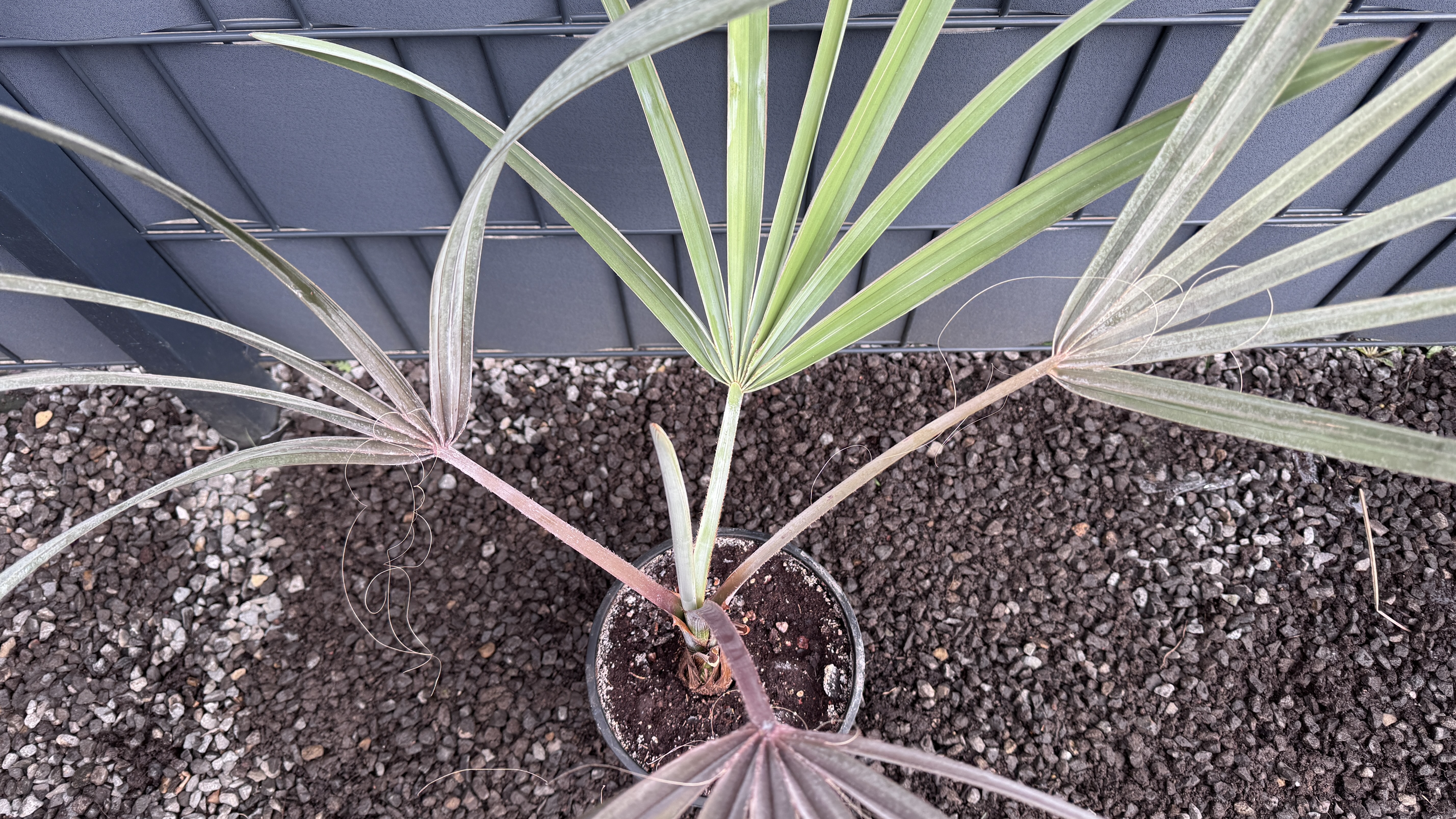 Bismarckia nobilis Bismarckpalme 60-80cm