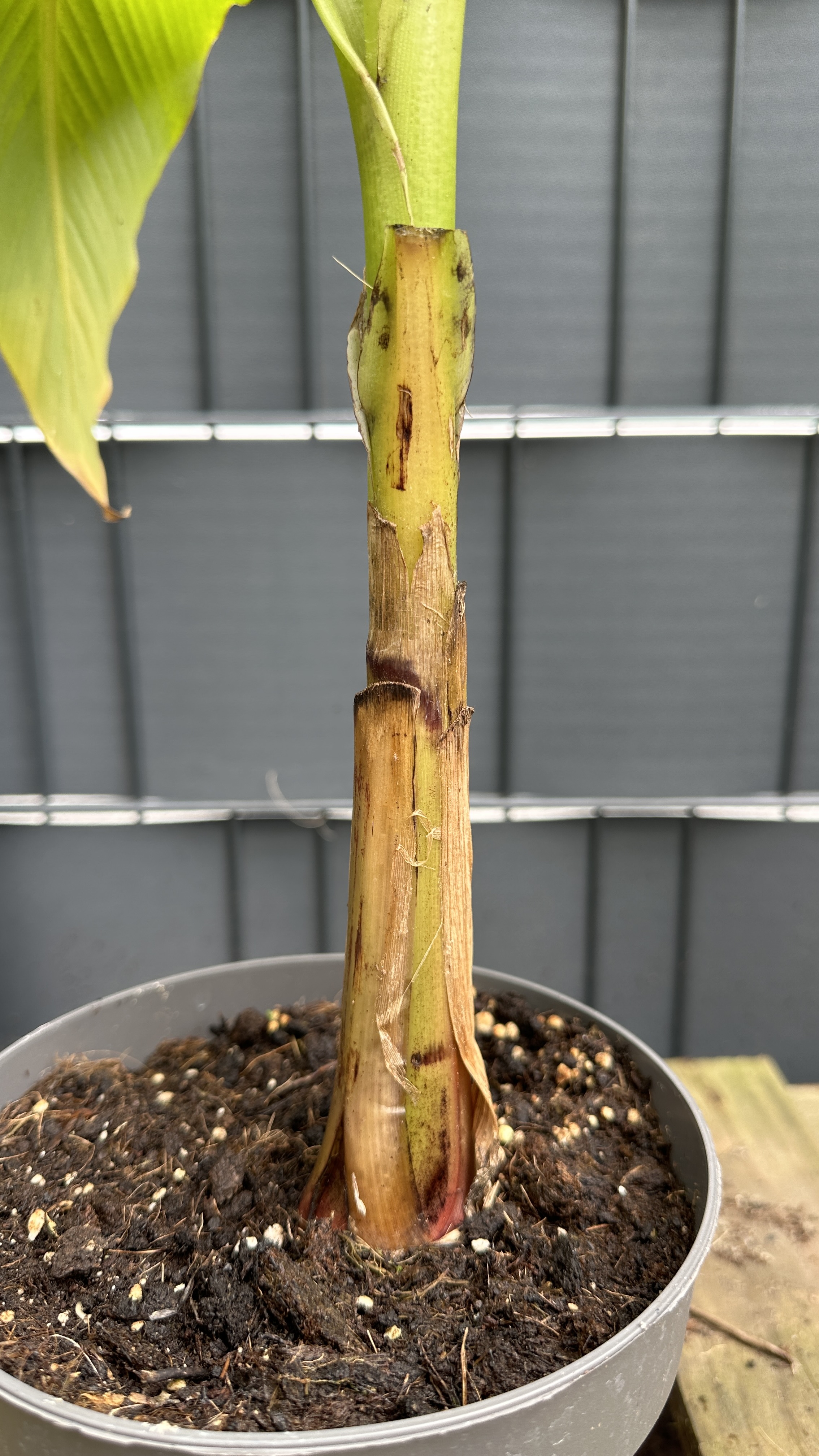 Musa basjoo Japanische Faserbanane, 50-65cm