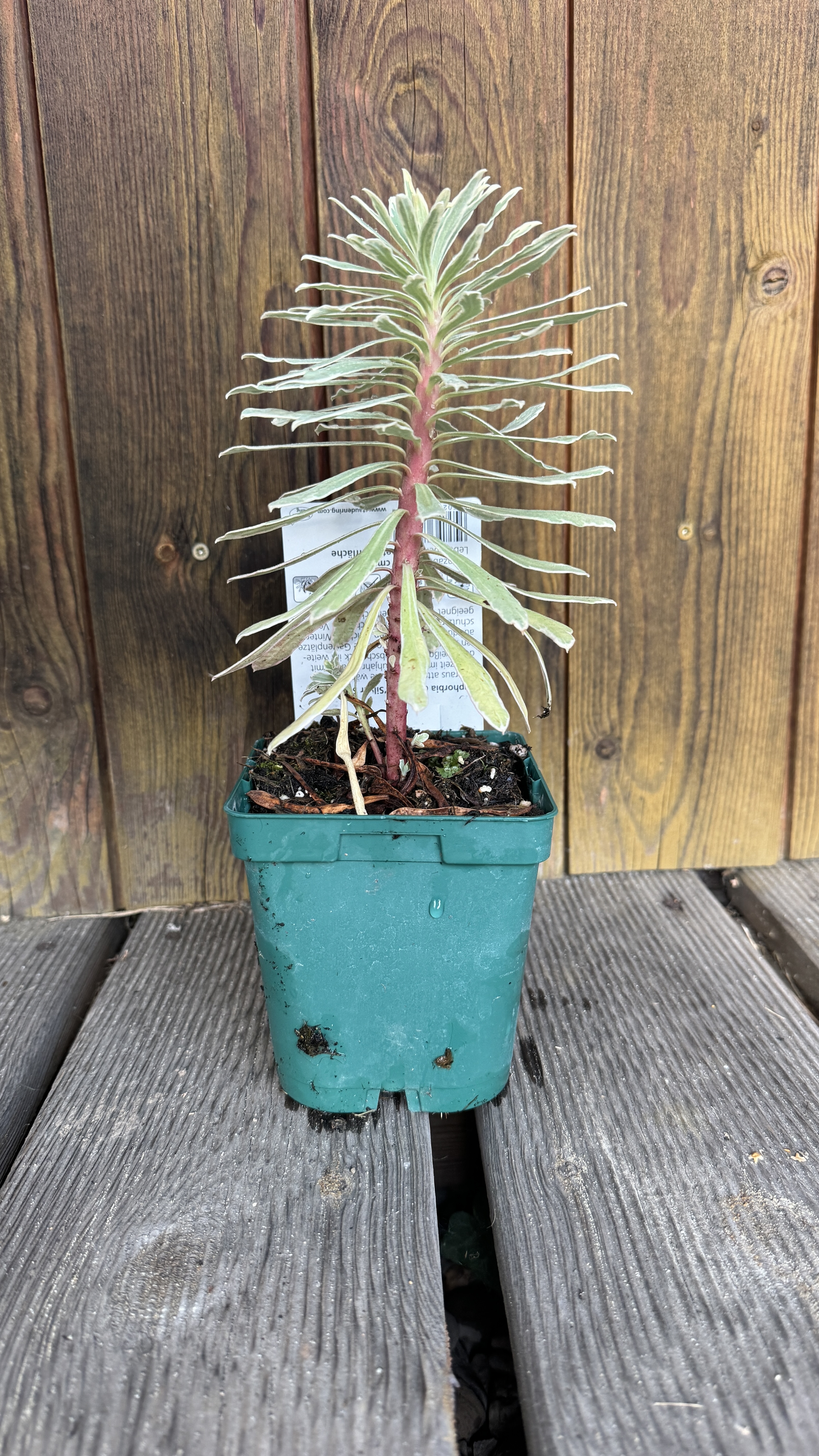 Euphorbia characias 'Silver Swan' Mittelmeer-Wolfsmilch 30-35cm