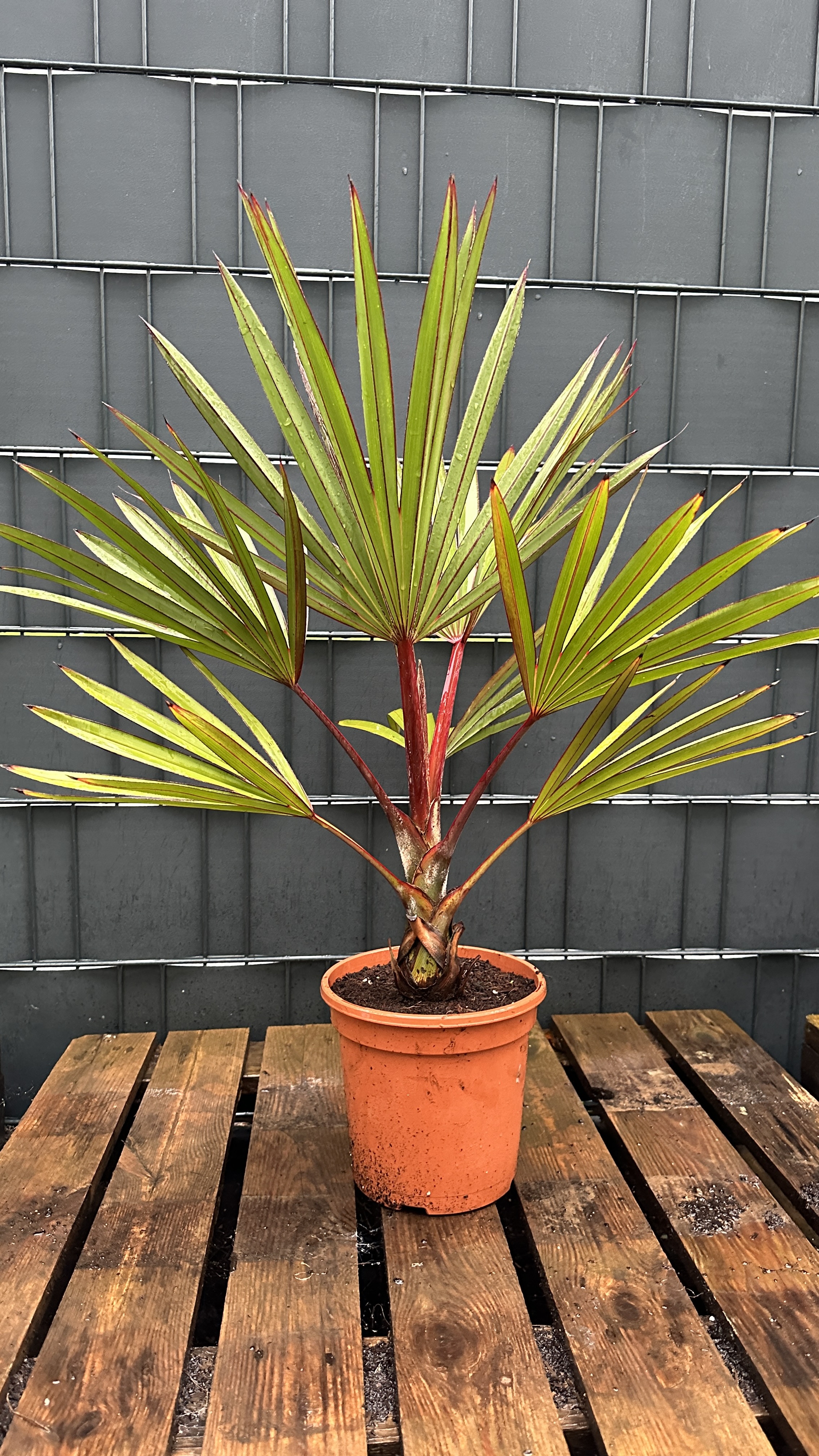 Latania lontaroides Rote Latan Palme 60-80cm