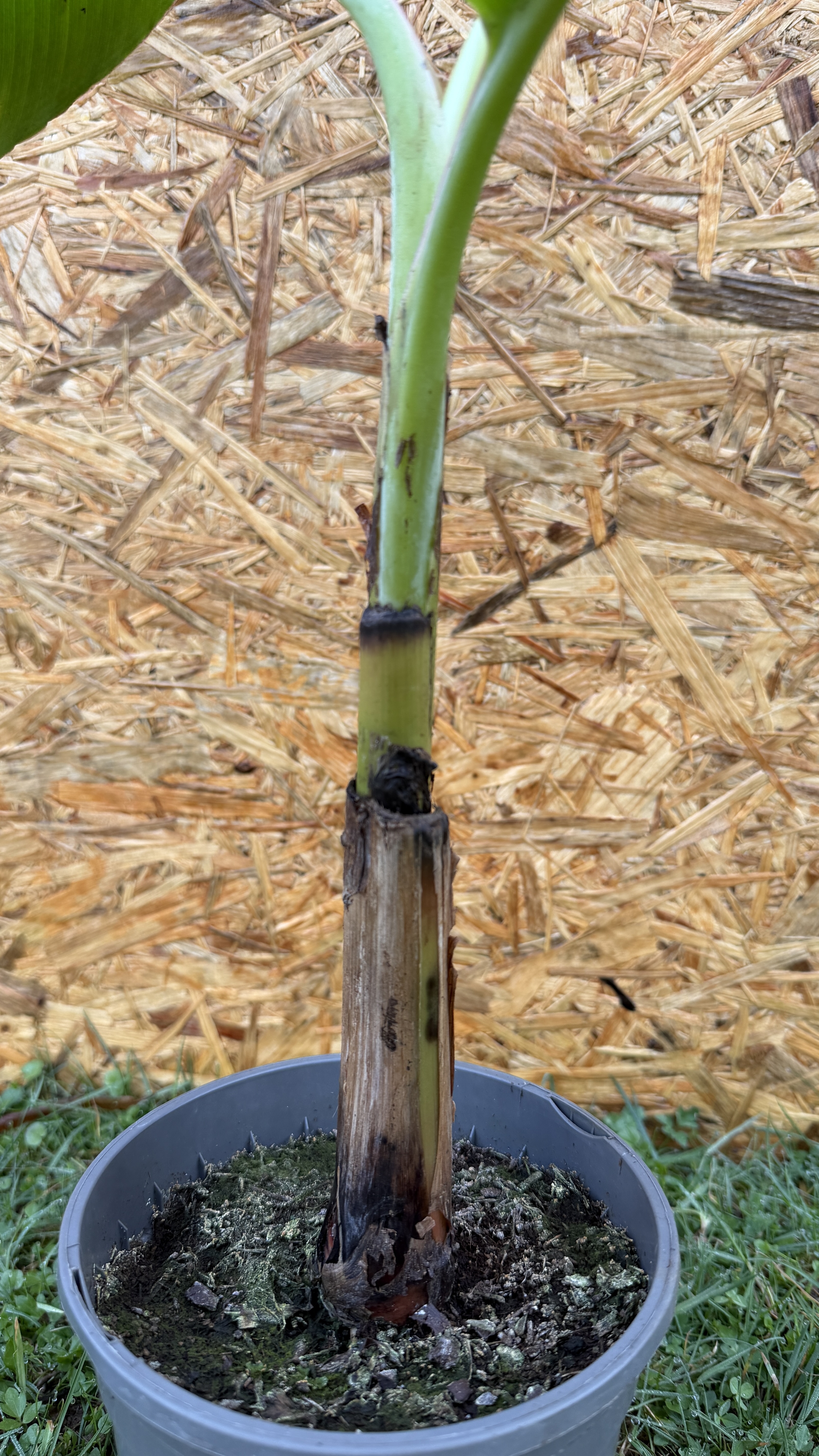 Musa acuminata Blue Java Eiscreme Banane, 40-60cm