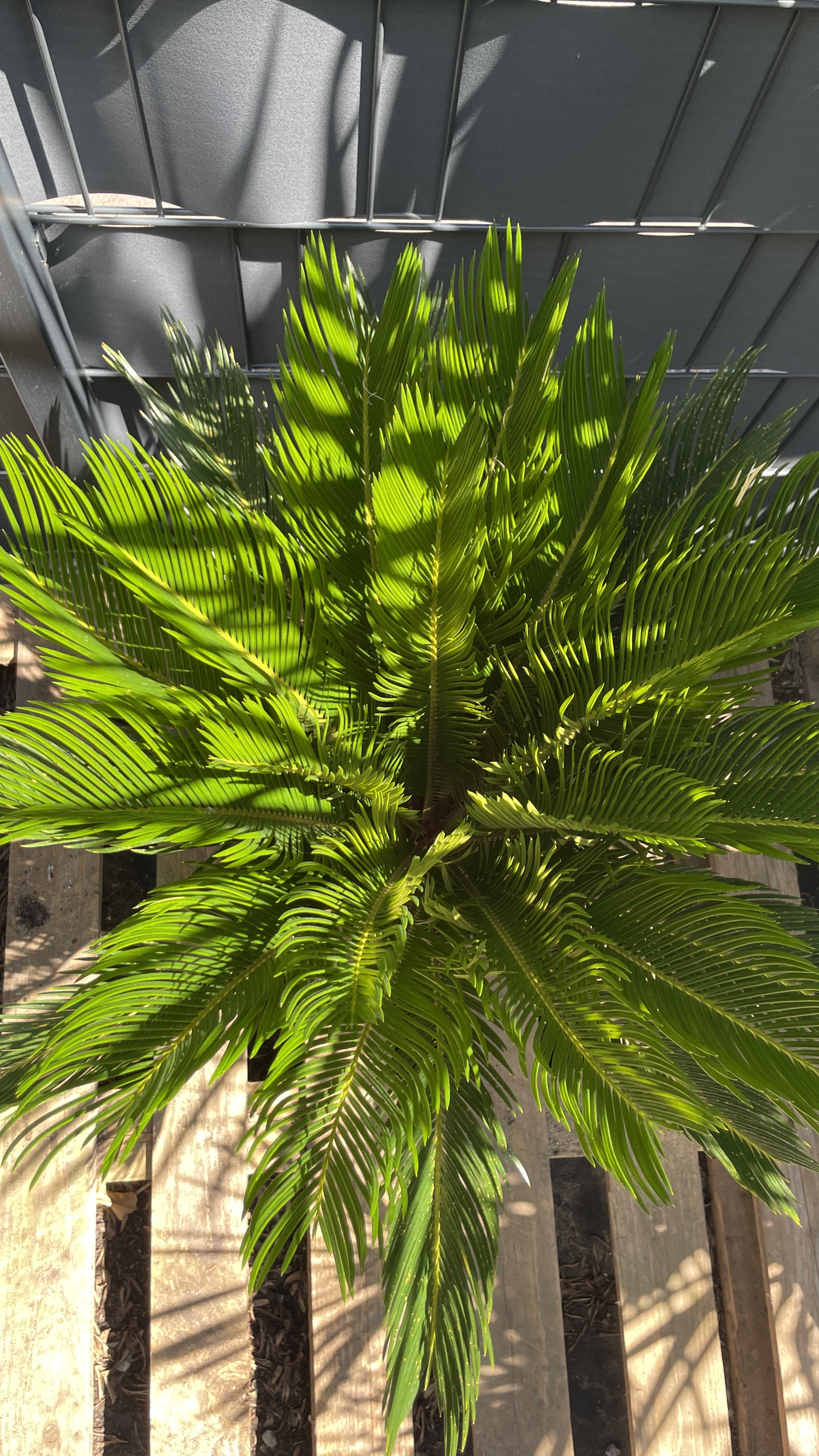 Cycas revoluta - Japanischer Sagopalmfarn 65-70cm / Wedel 22+