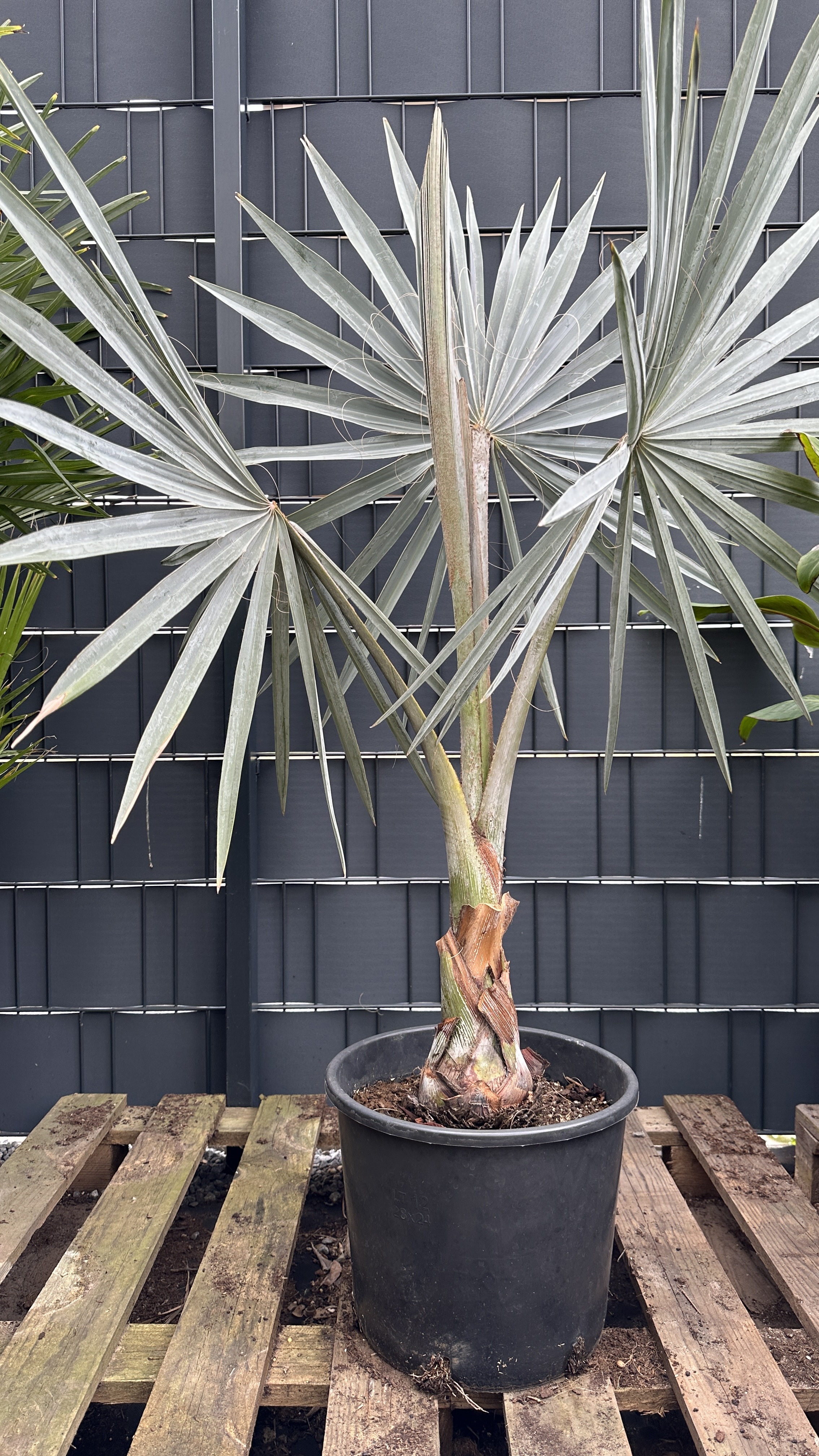 Bismarckia nobilis Bismarckpalme 110-130cm