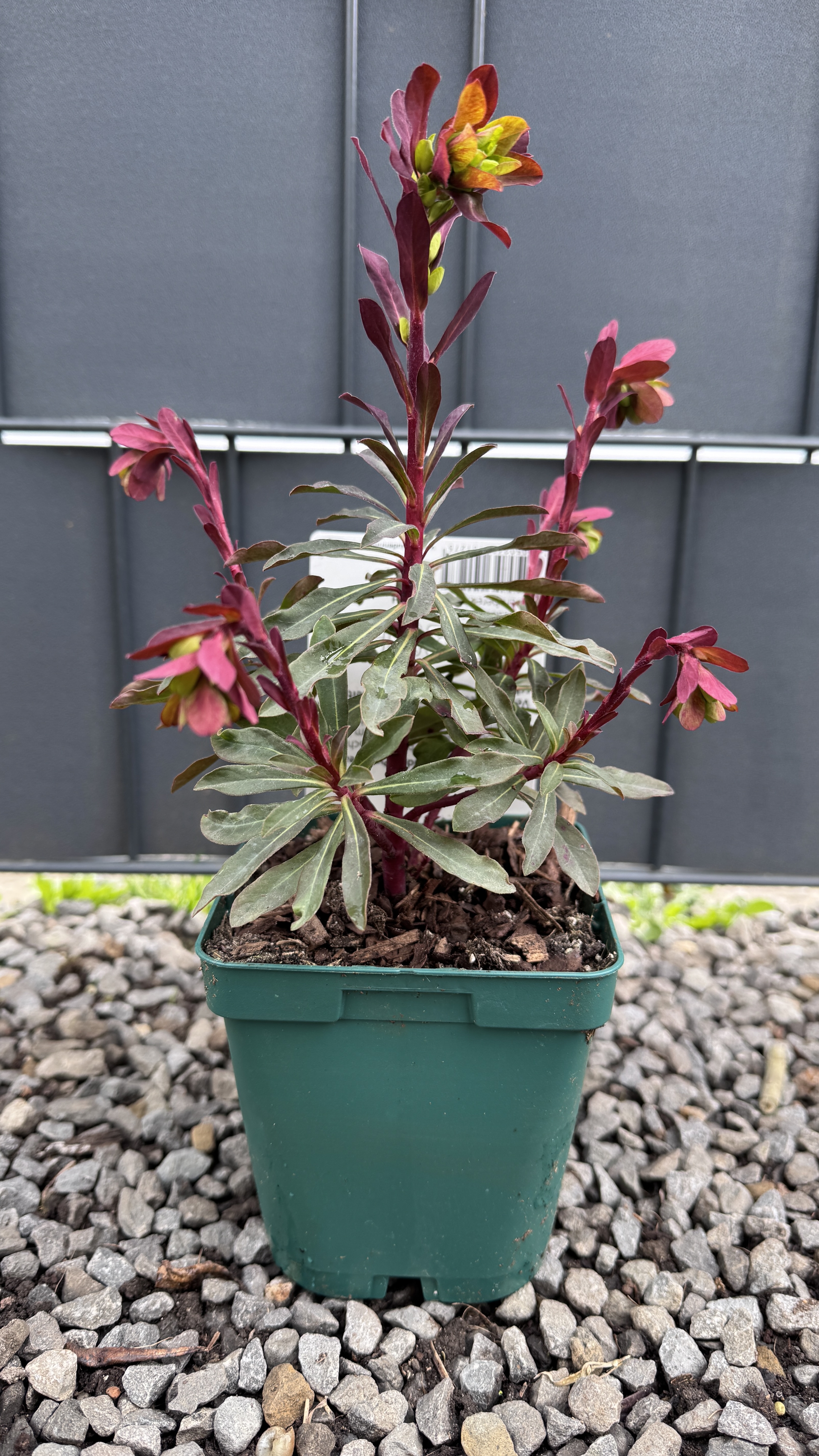 Euphorbia amygdaloides 'Purpurea' Rotblättrige Wolfsmilch 30-35cm