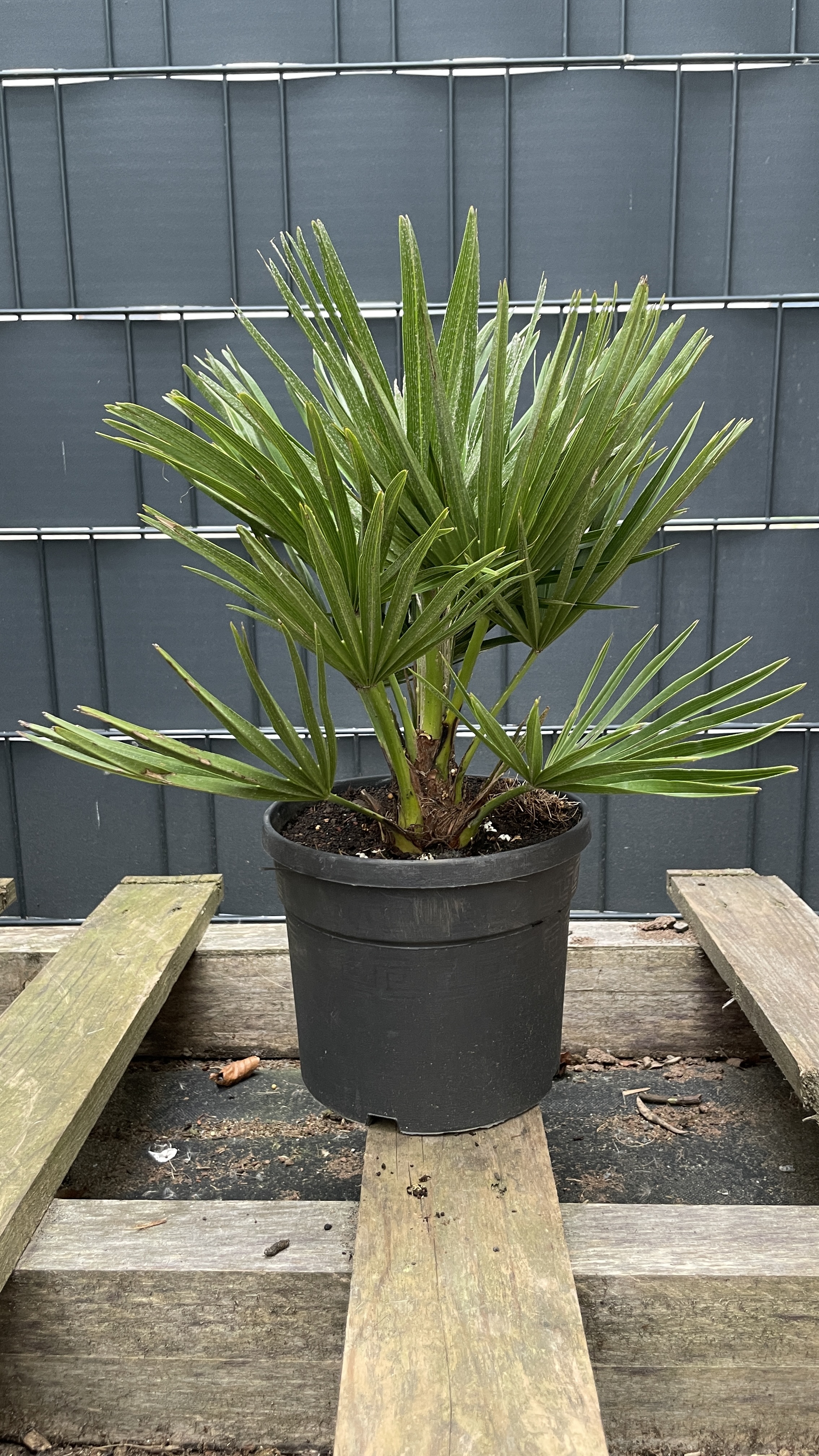 Chamaerops humilis "vulcano" Zwergpalme 35-50cm