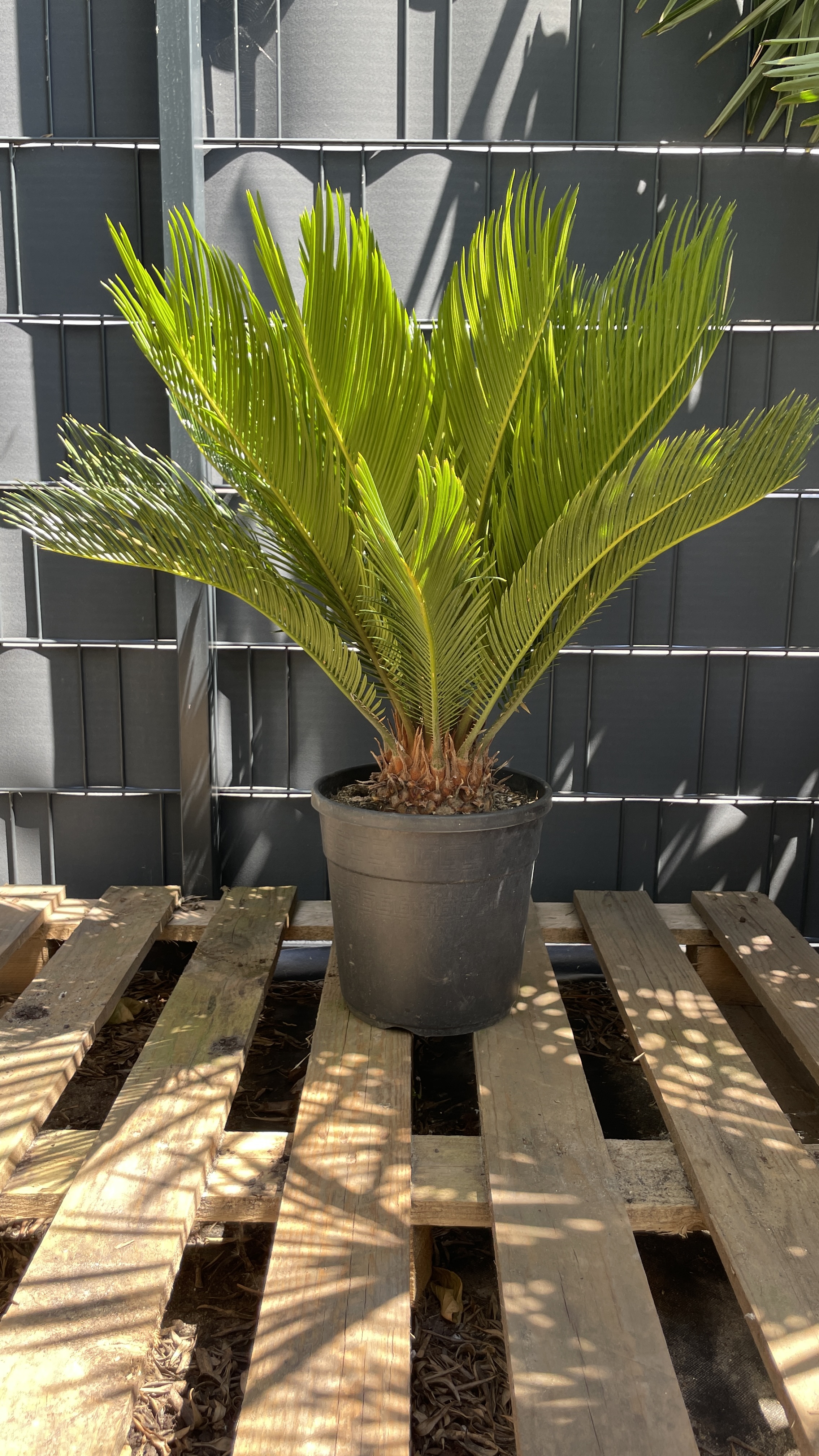 Cycas revoluta - Japanischer Sagopalmfarn 65-70cm / Wedel 22+