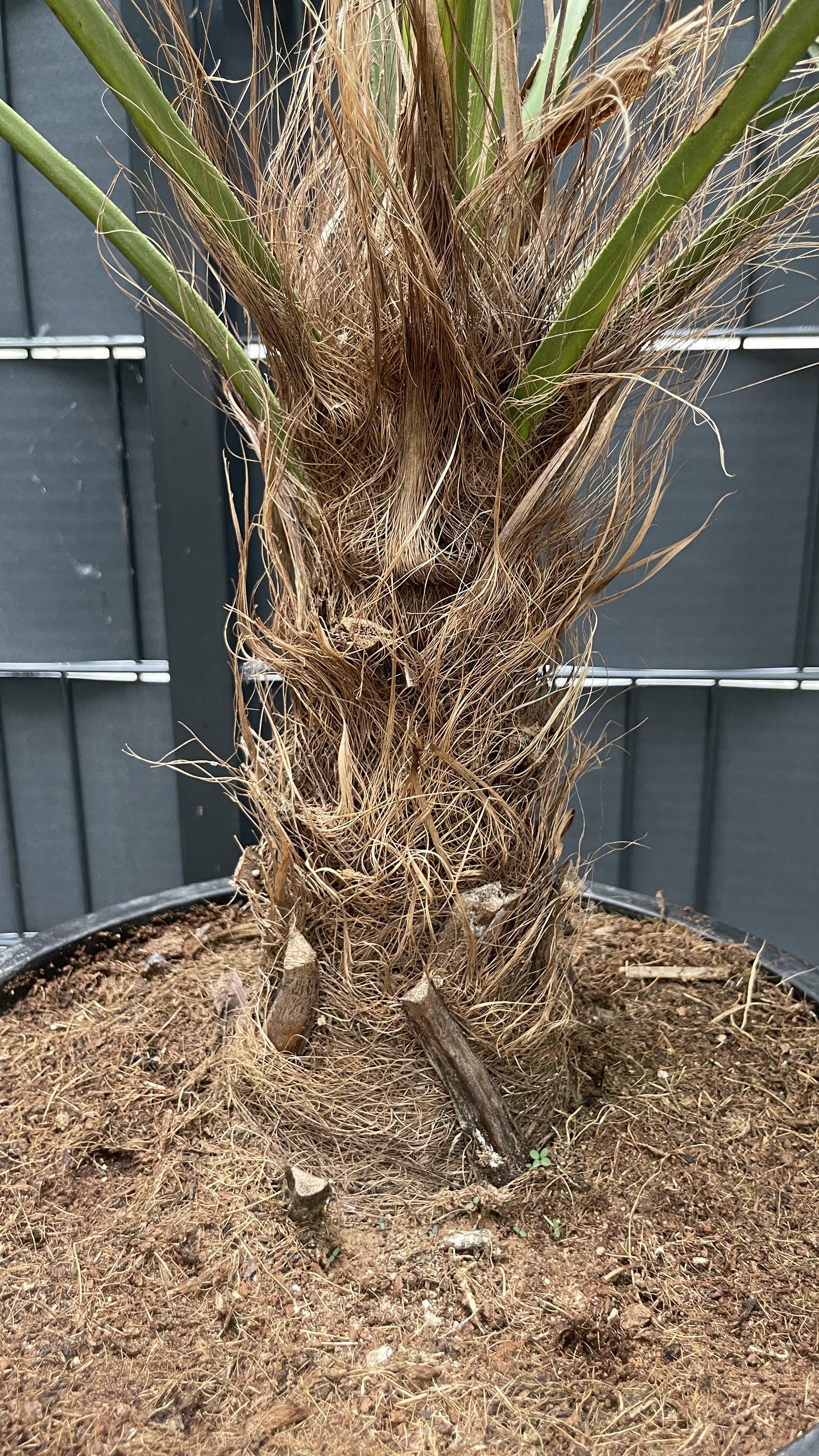 Trachycarpus wagnerianus - Wagners Hanfpalme 90-95cm
