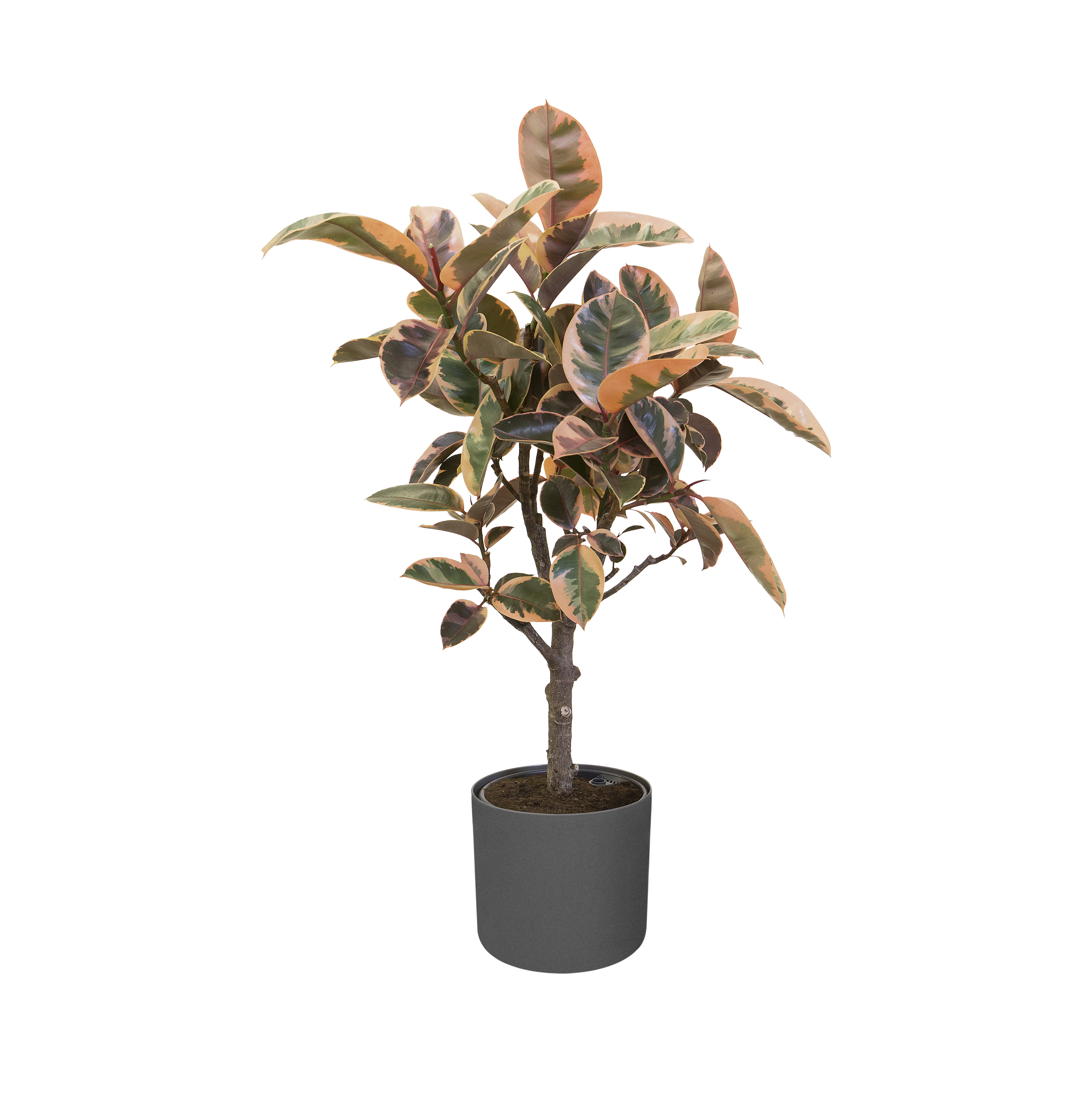 elho b.for soft rund 30cm anthrazit