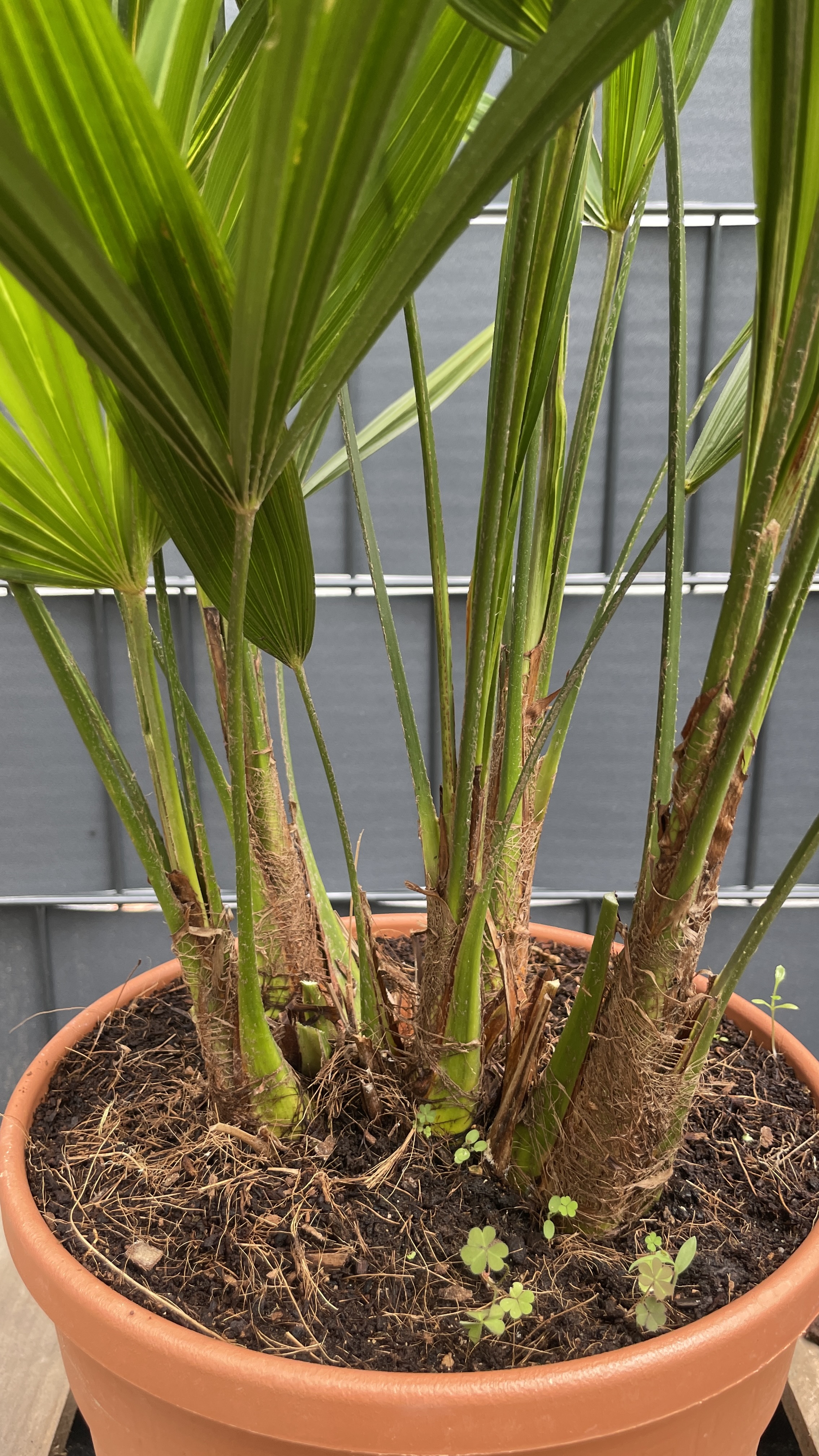 Trachycarpus fortunei Chinesische Hanfpalme Doppelstamm 80-90cm