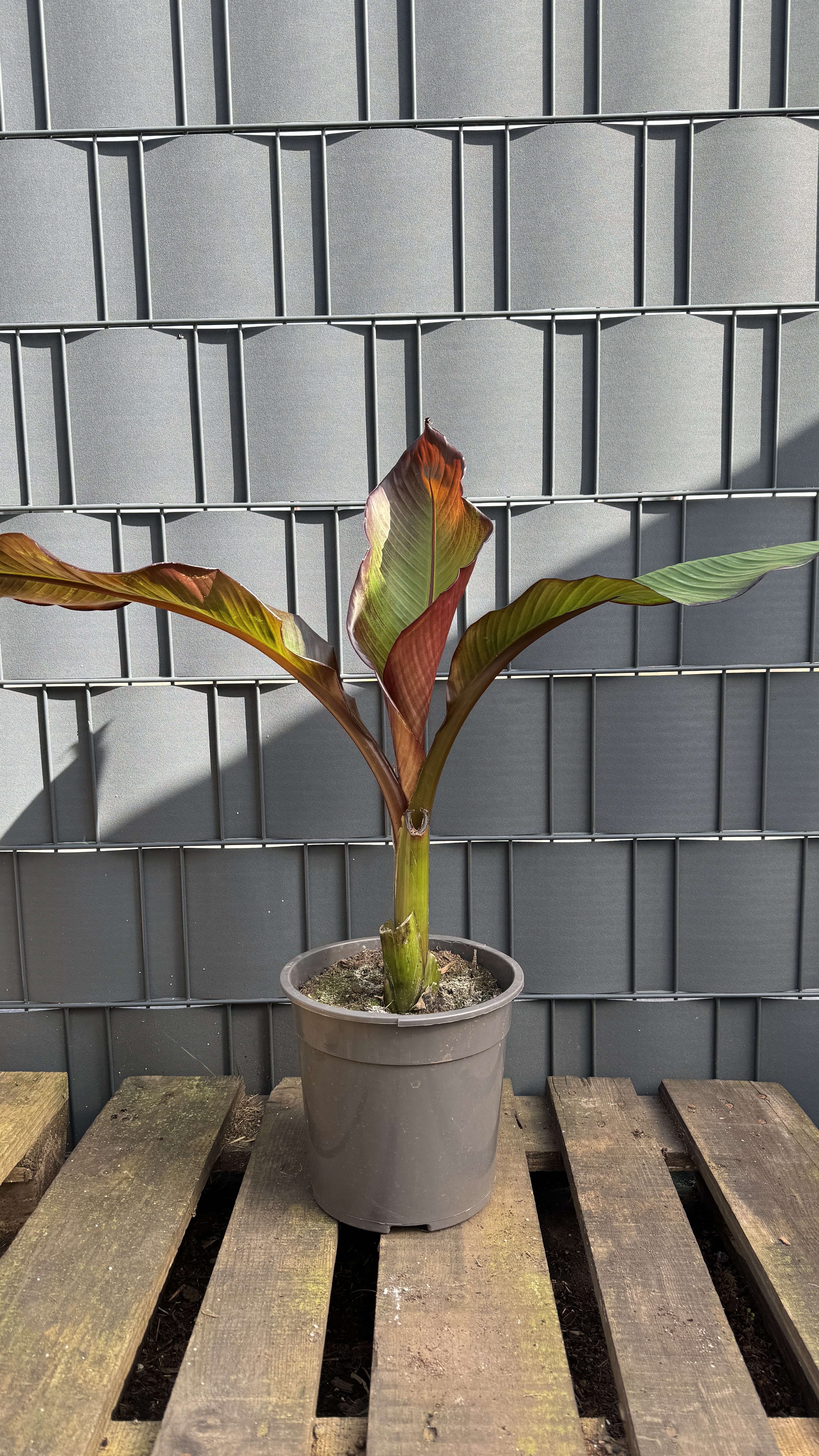 Musa Ensete ventricosum maurelli Rote Zierbanane 60-80cm
