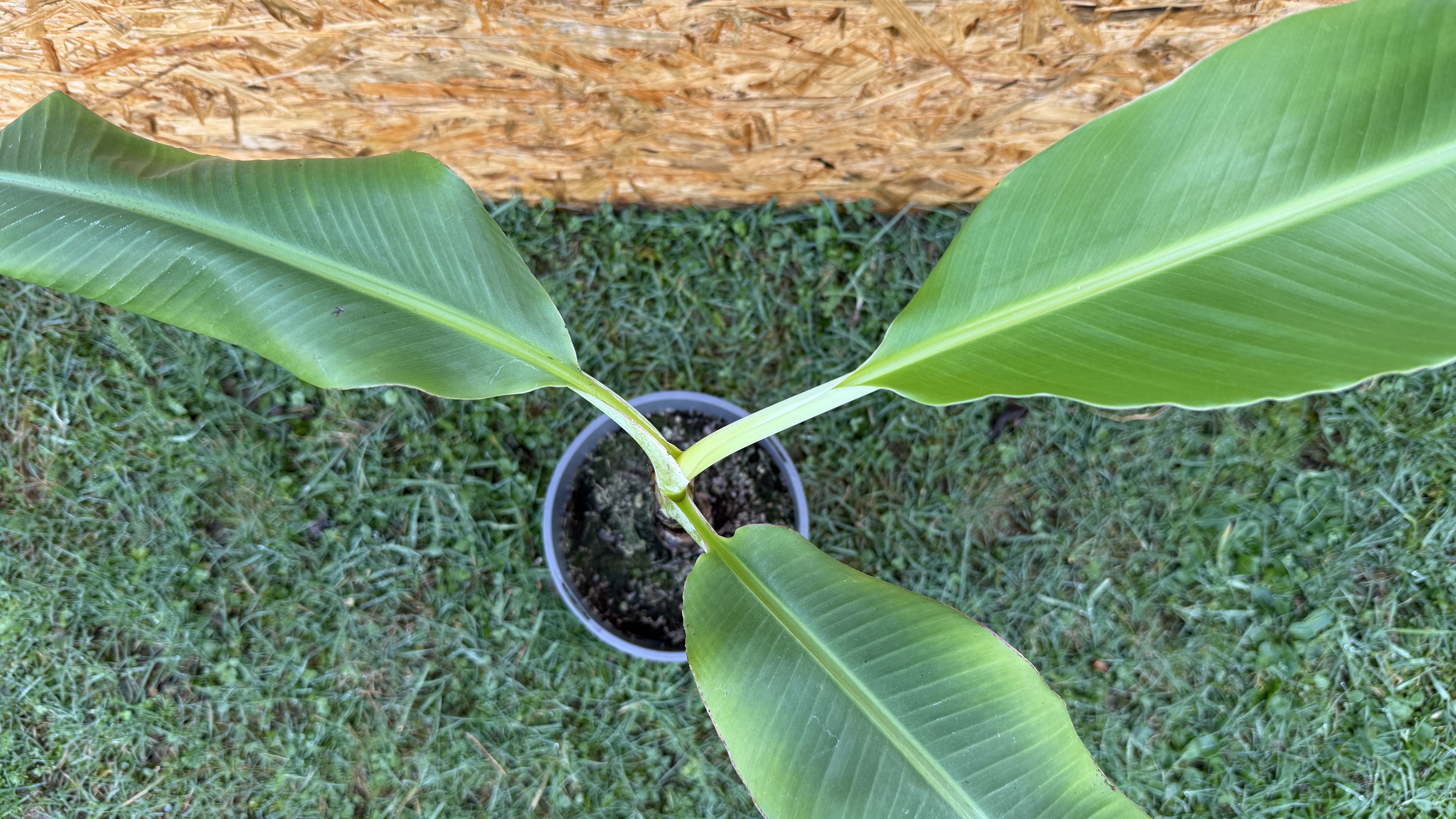 Musa acuminata Blue Java Eiscreme Banane, 40-60cm