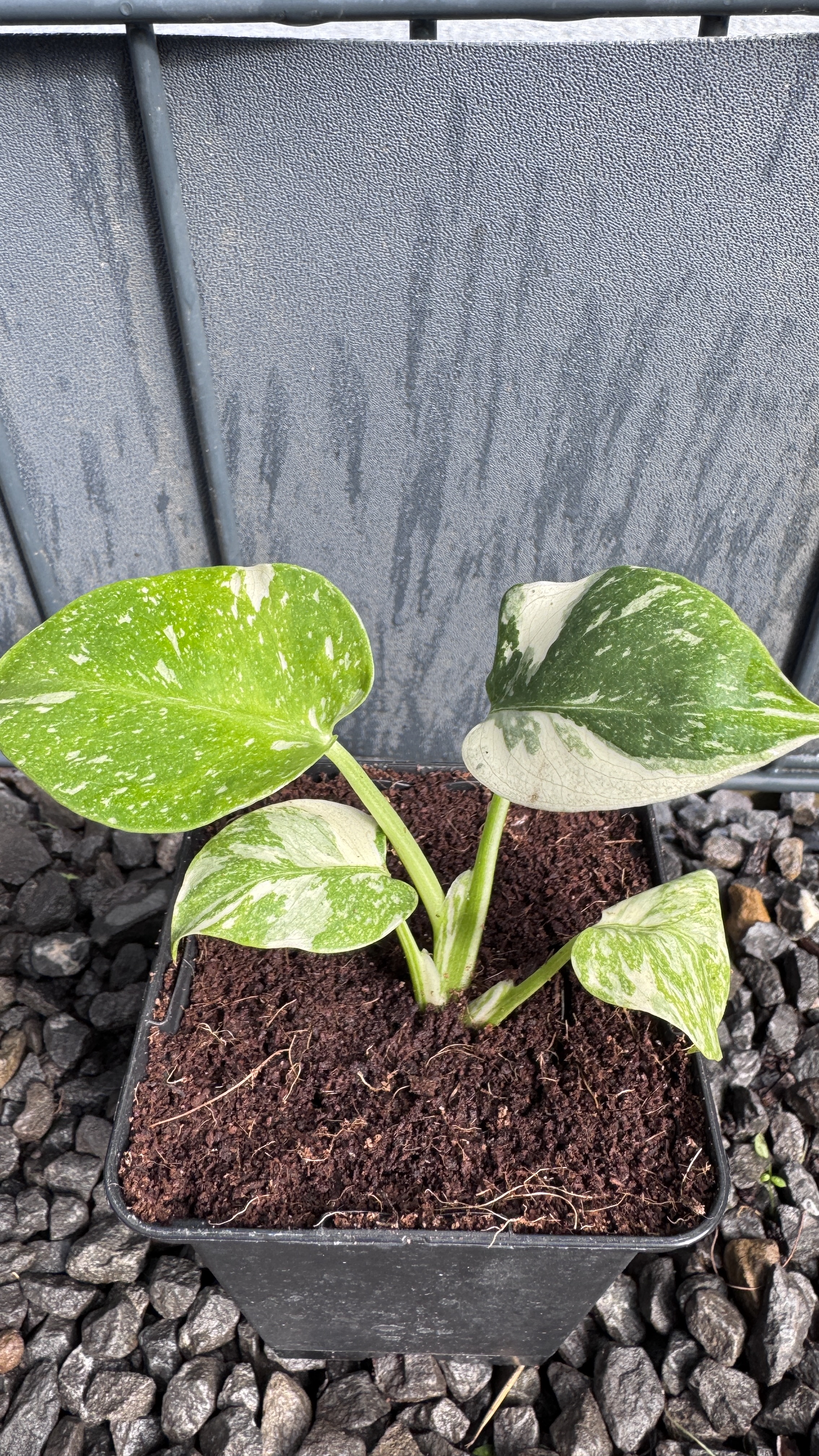 Monstera Thai Constellation Fensterblatt panaschiert 13-19cm