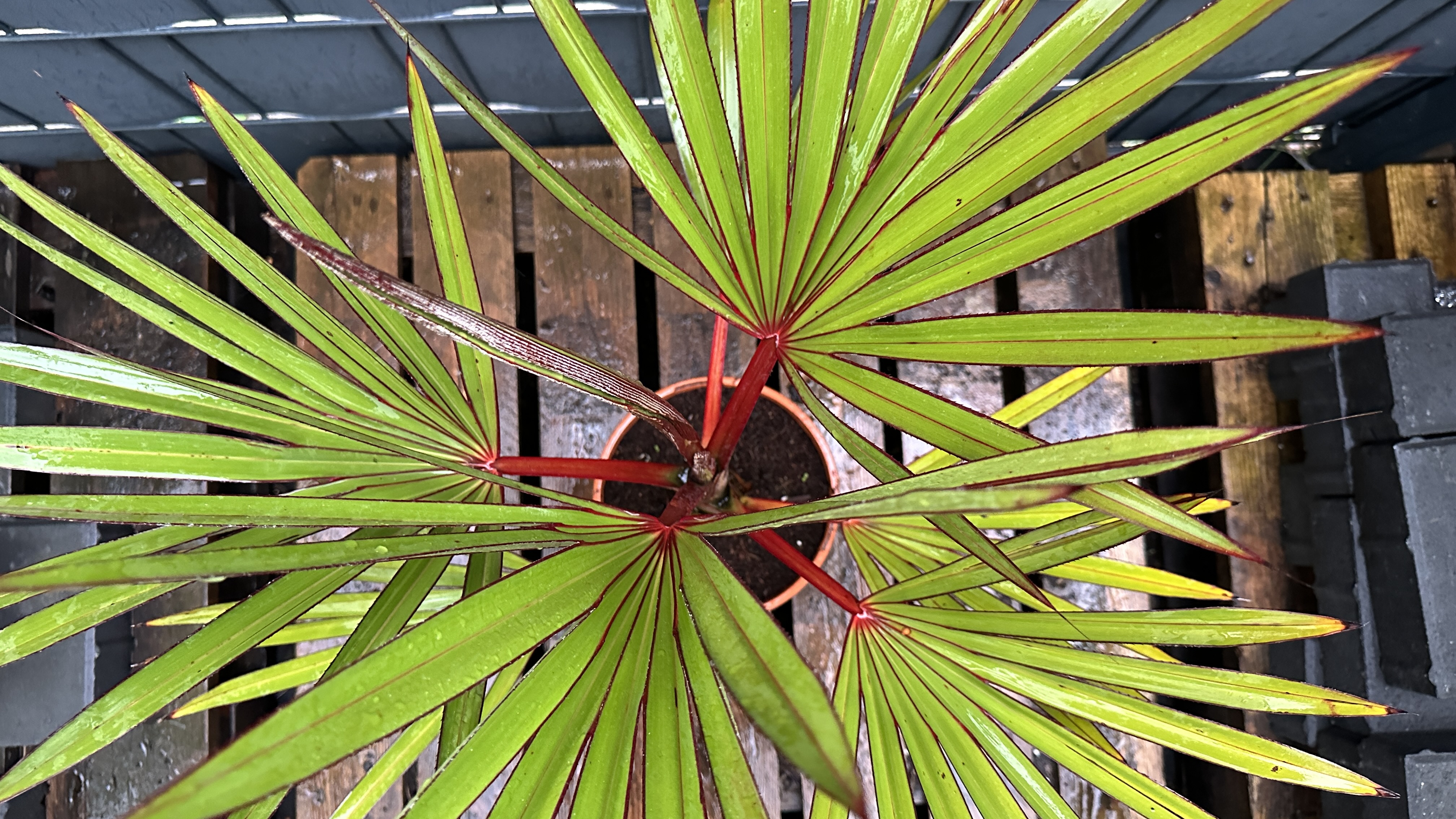 Latania lontaroides Rote Latan Palme 60-80cm