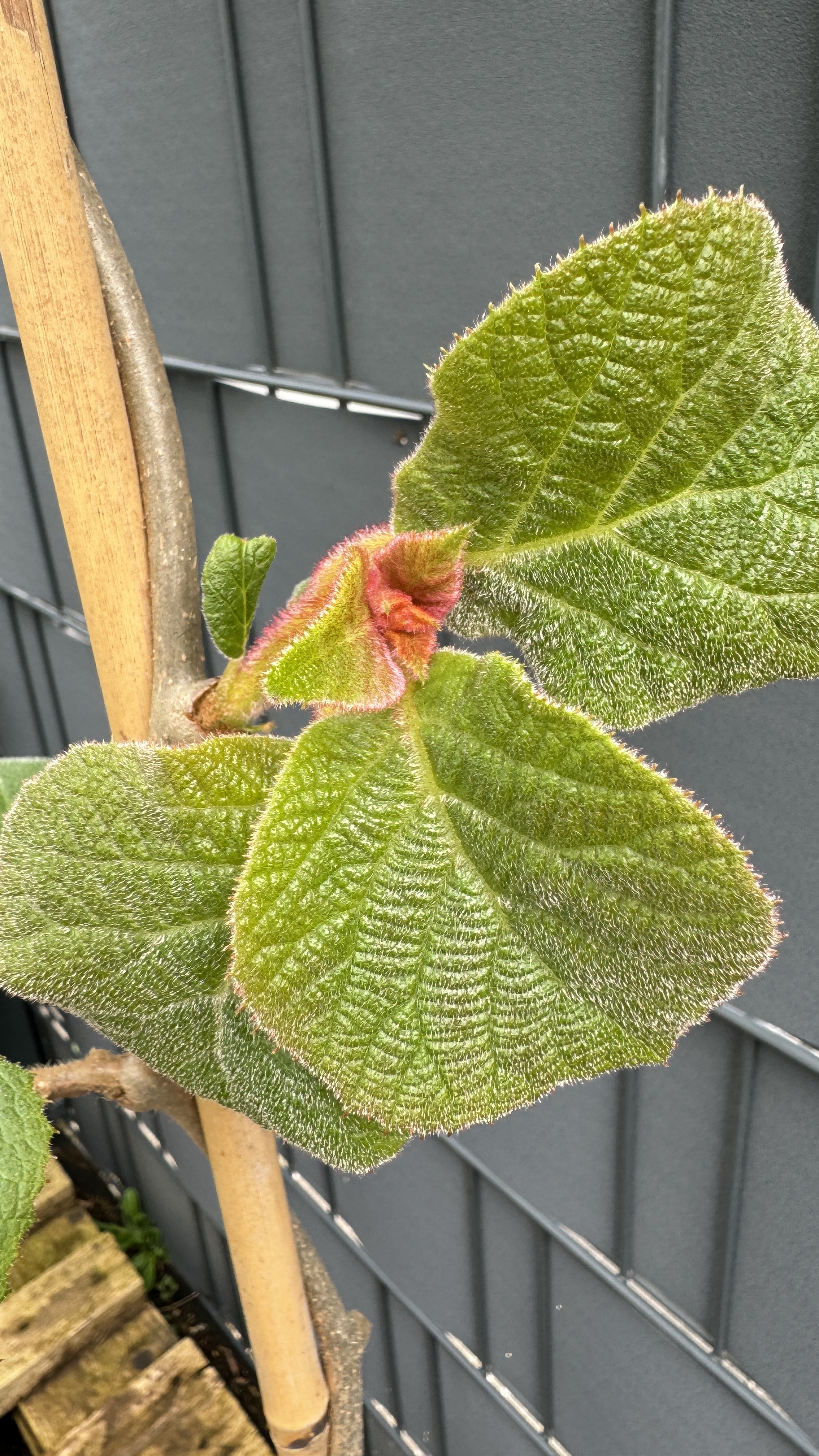 Actinidia deliciosa "Jenny" Kiwi Selbstbefruchtend 110-140cm