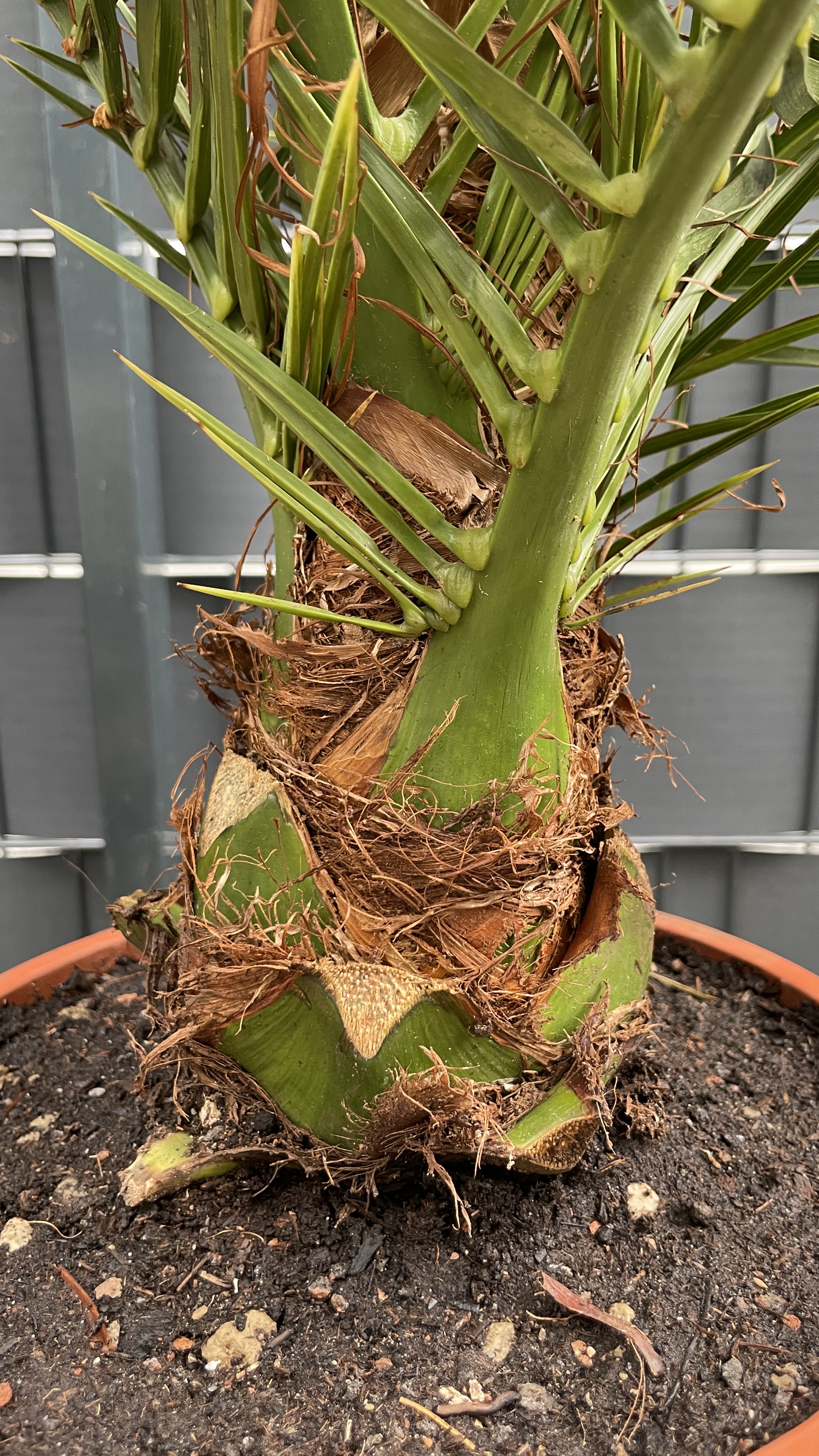 Phoenix canariensis Kanarische Dattelpalme 120-130cm