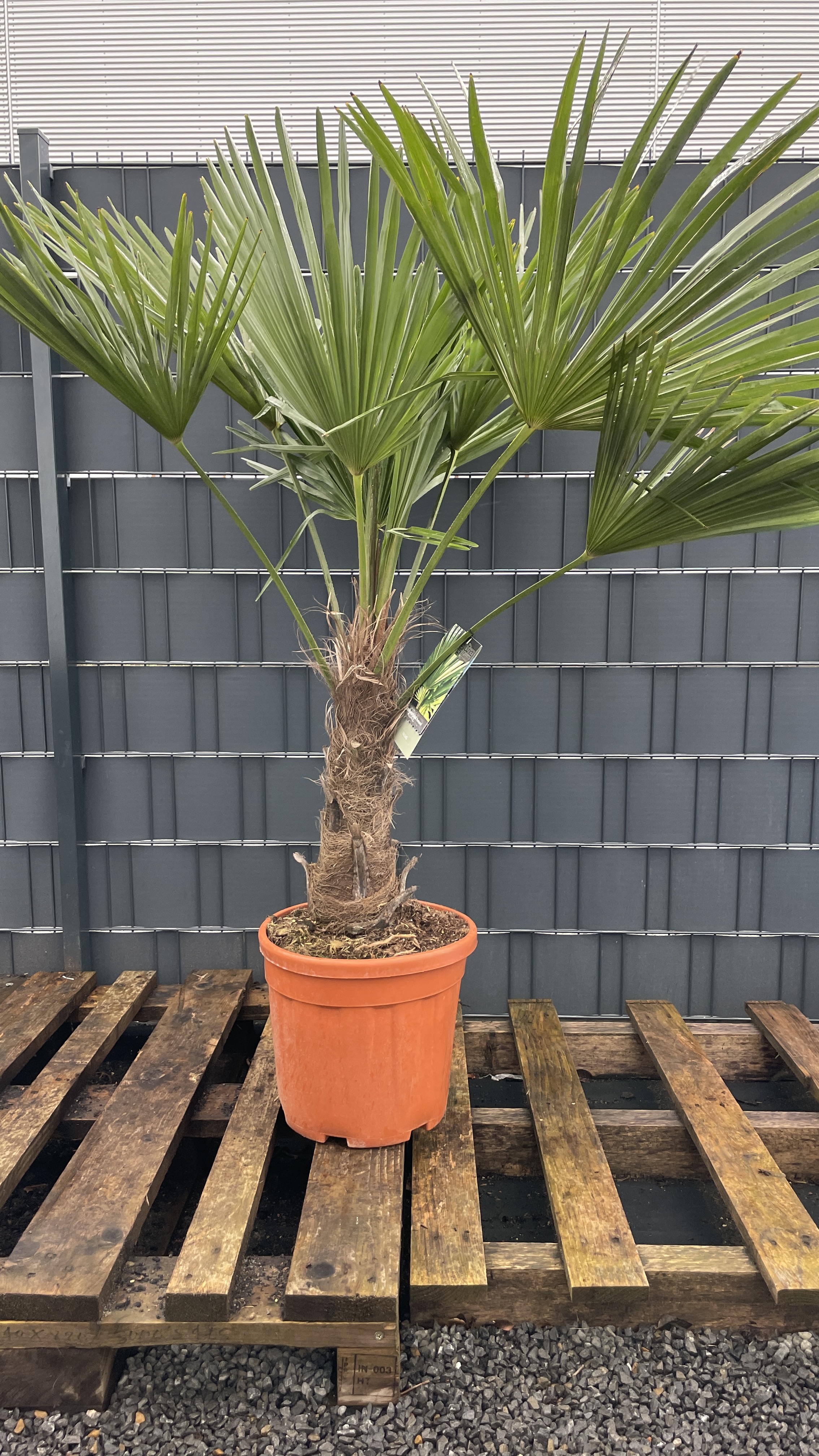 Trachycarpus fortunei Chinesische Hanfpalme 160-170cm
