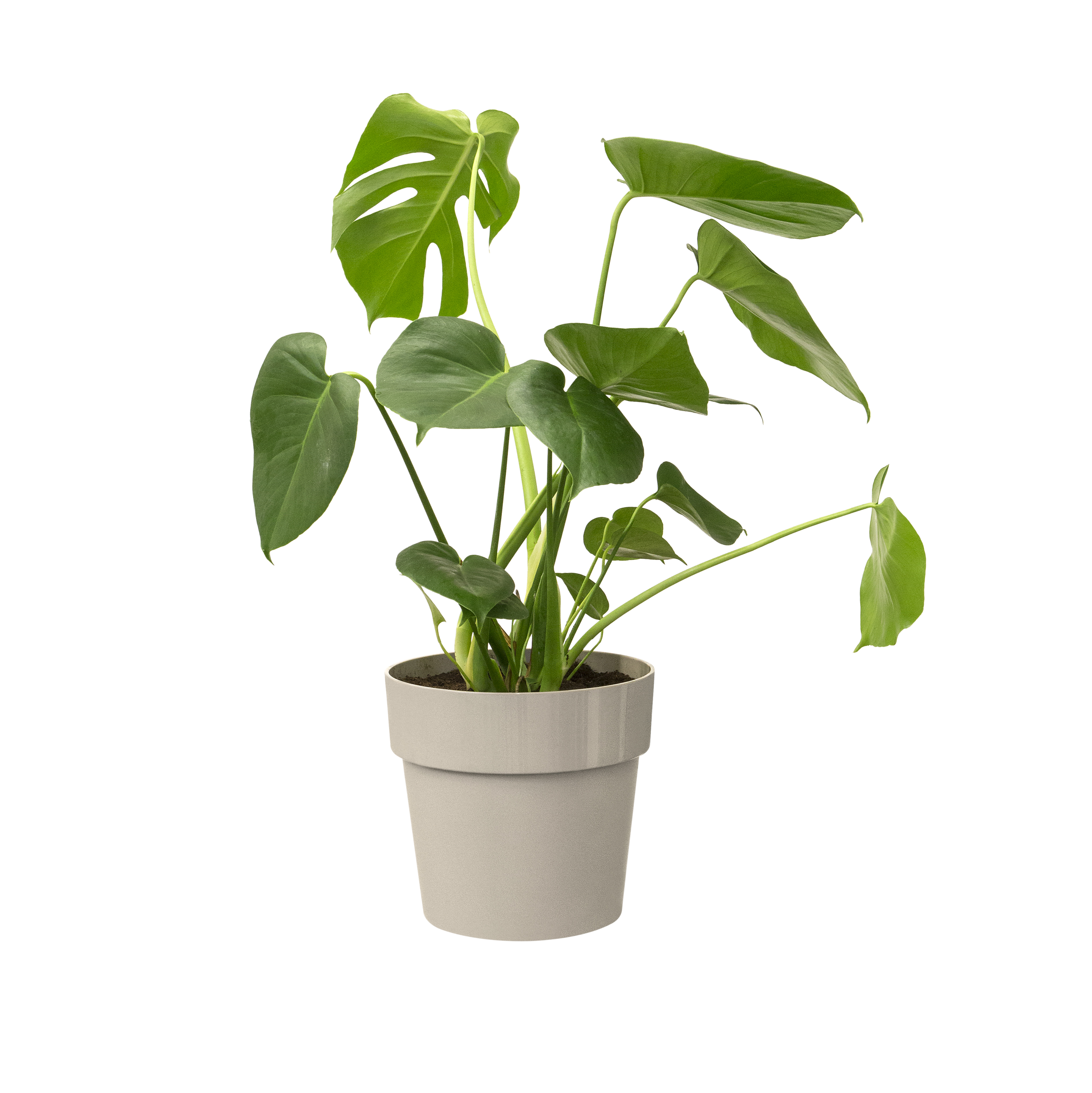 elho b.for original rund 30cm, warm grey