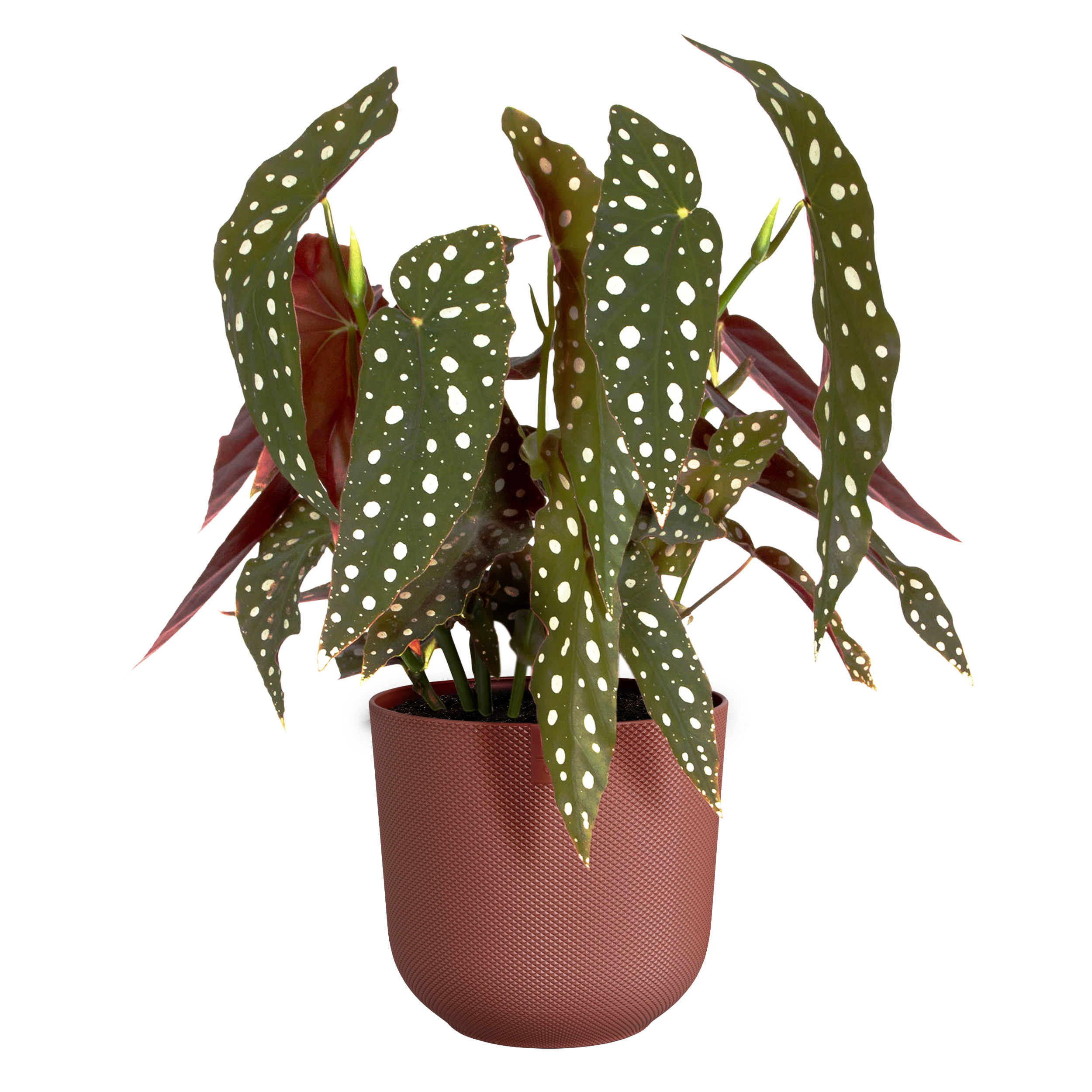 elho jazz rund 26cm toskanisches rot