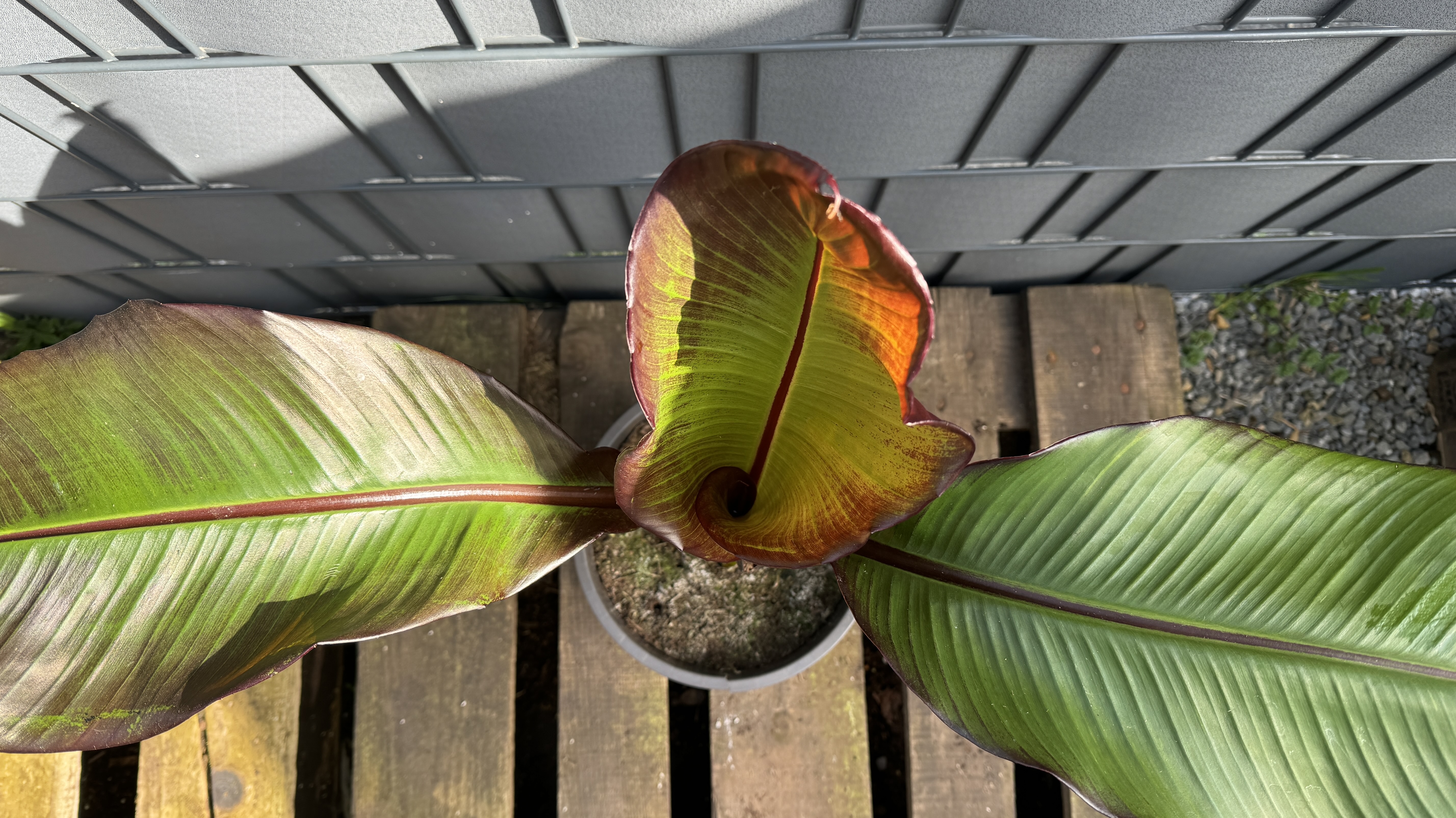 Musa Ensete ventricosum maurelli Rote Zierbanane 60-80cm
