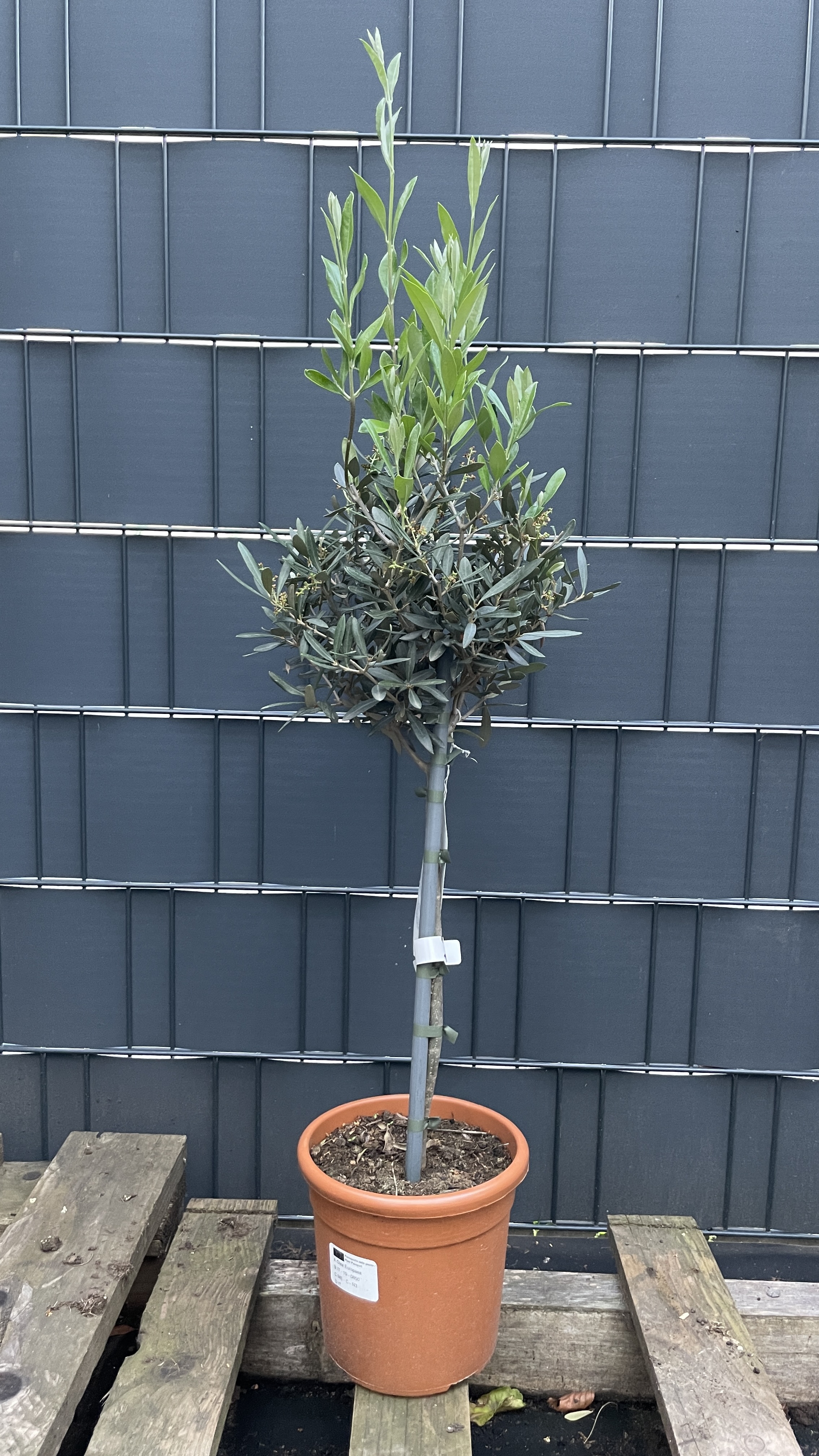 Olea europaea - Olivenbaum 80-90cm