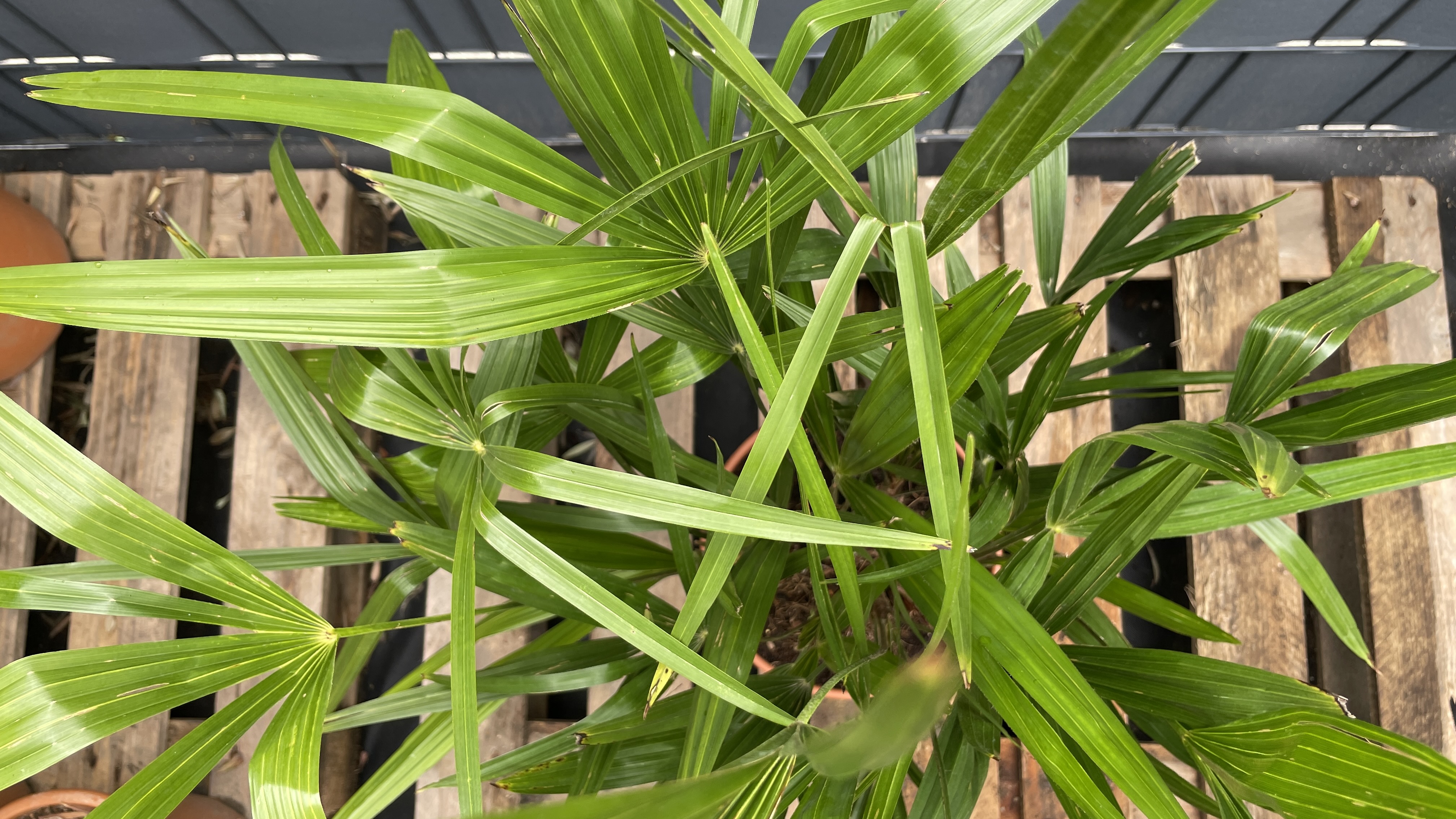 Trachycarpus-fortunei-85-95cm-Multistamm_3 Trachycarpus fortunei Chinesische Hanfpalme Multistamm 85-95cm