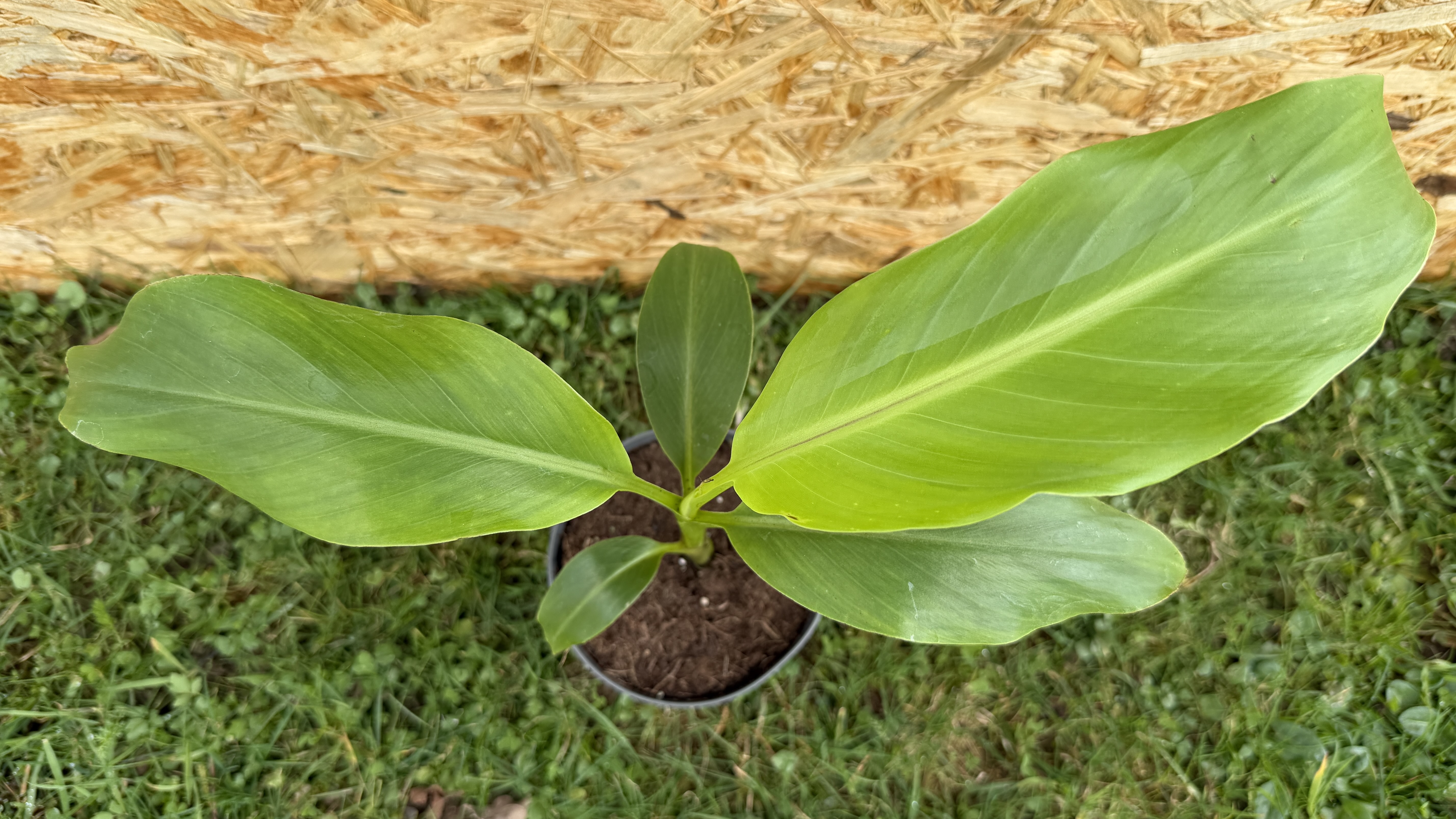 Musa itinerans "Forma India" Indische Banane, 30-40cm