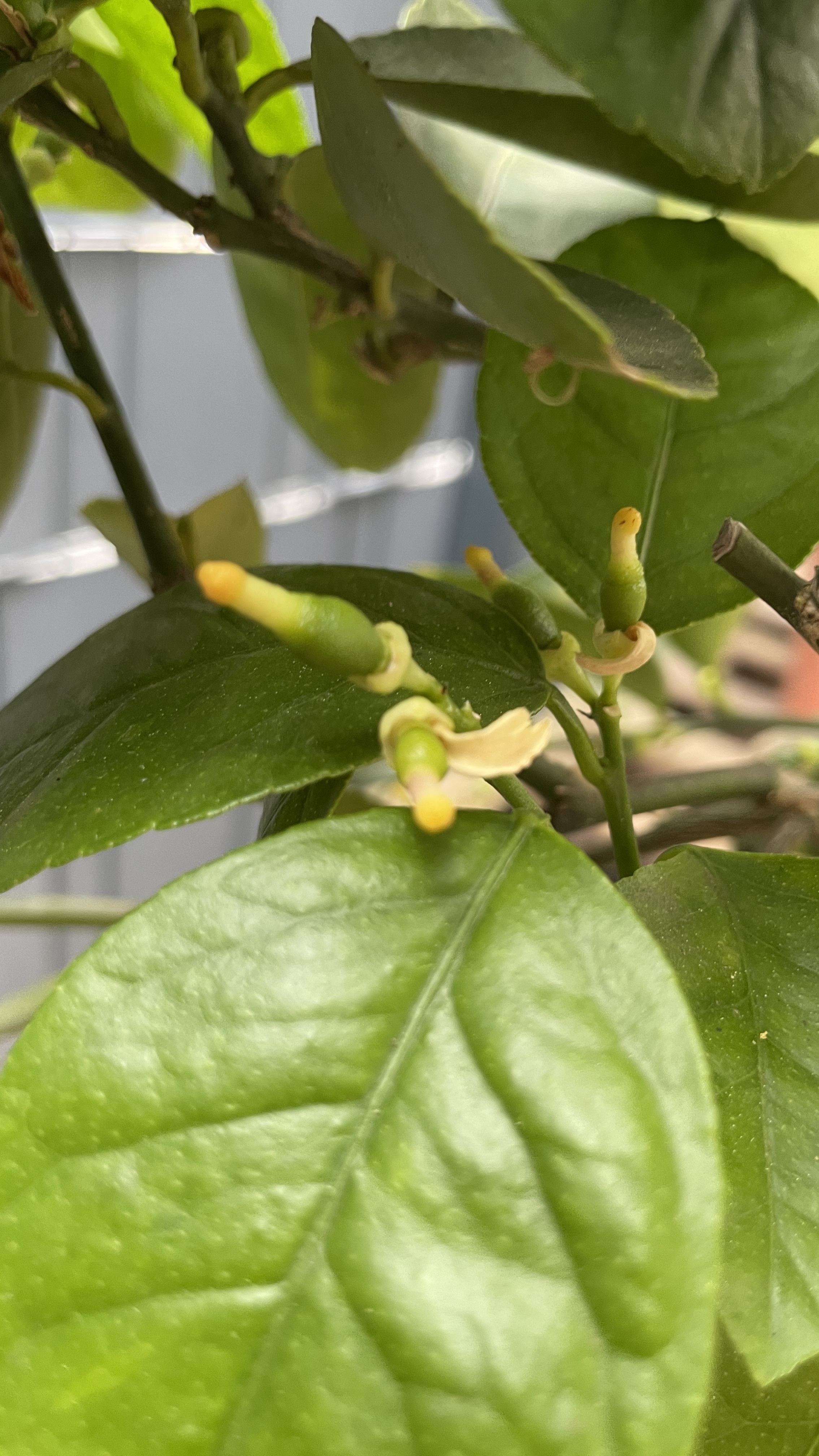 Citrus aurantifolia Lime Echter Limettenbaum 60-70cm