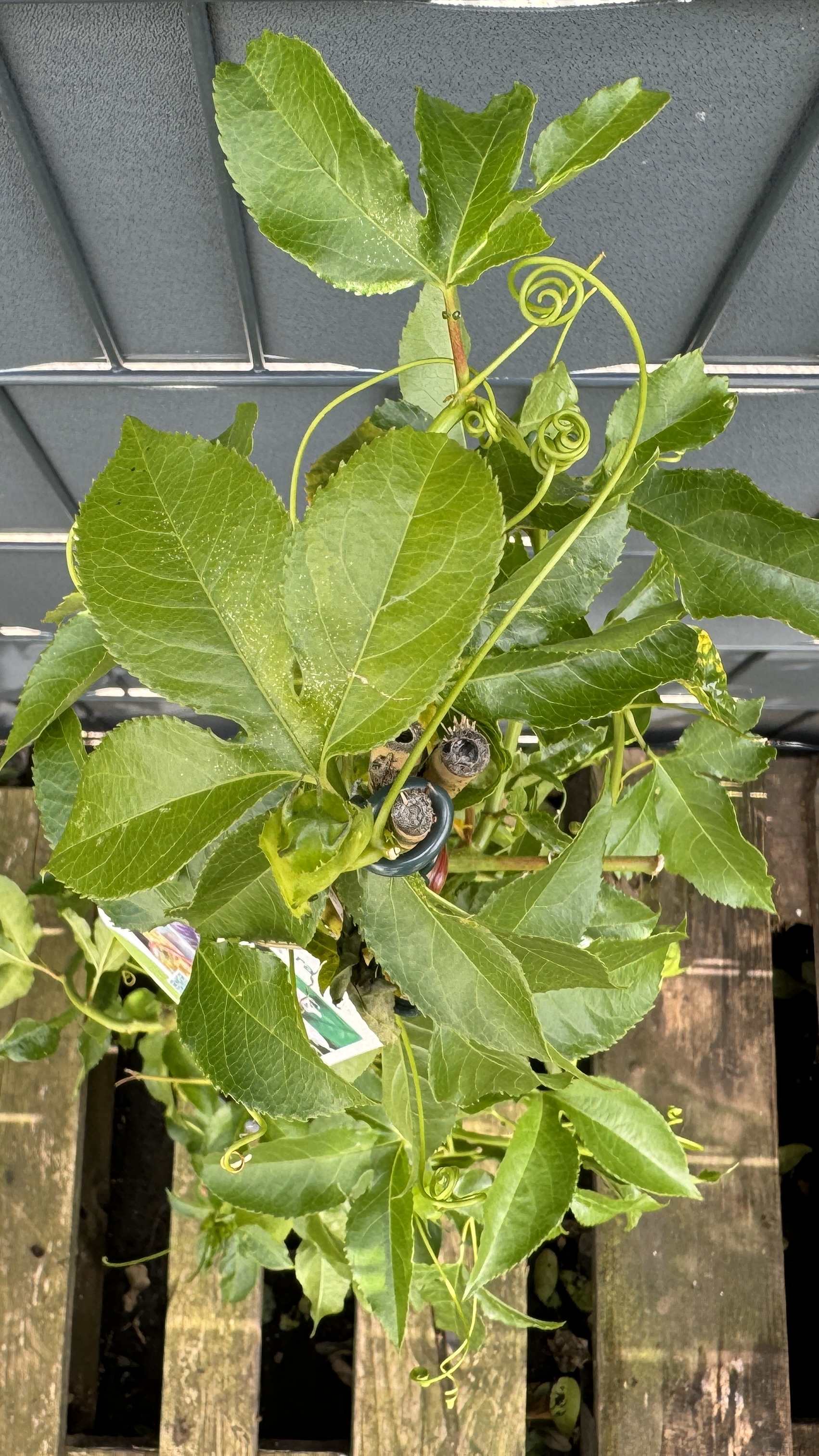 Passiflora edulis Passionsfrucht (Maracuja) 85-100cm