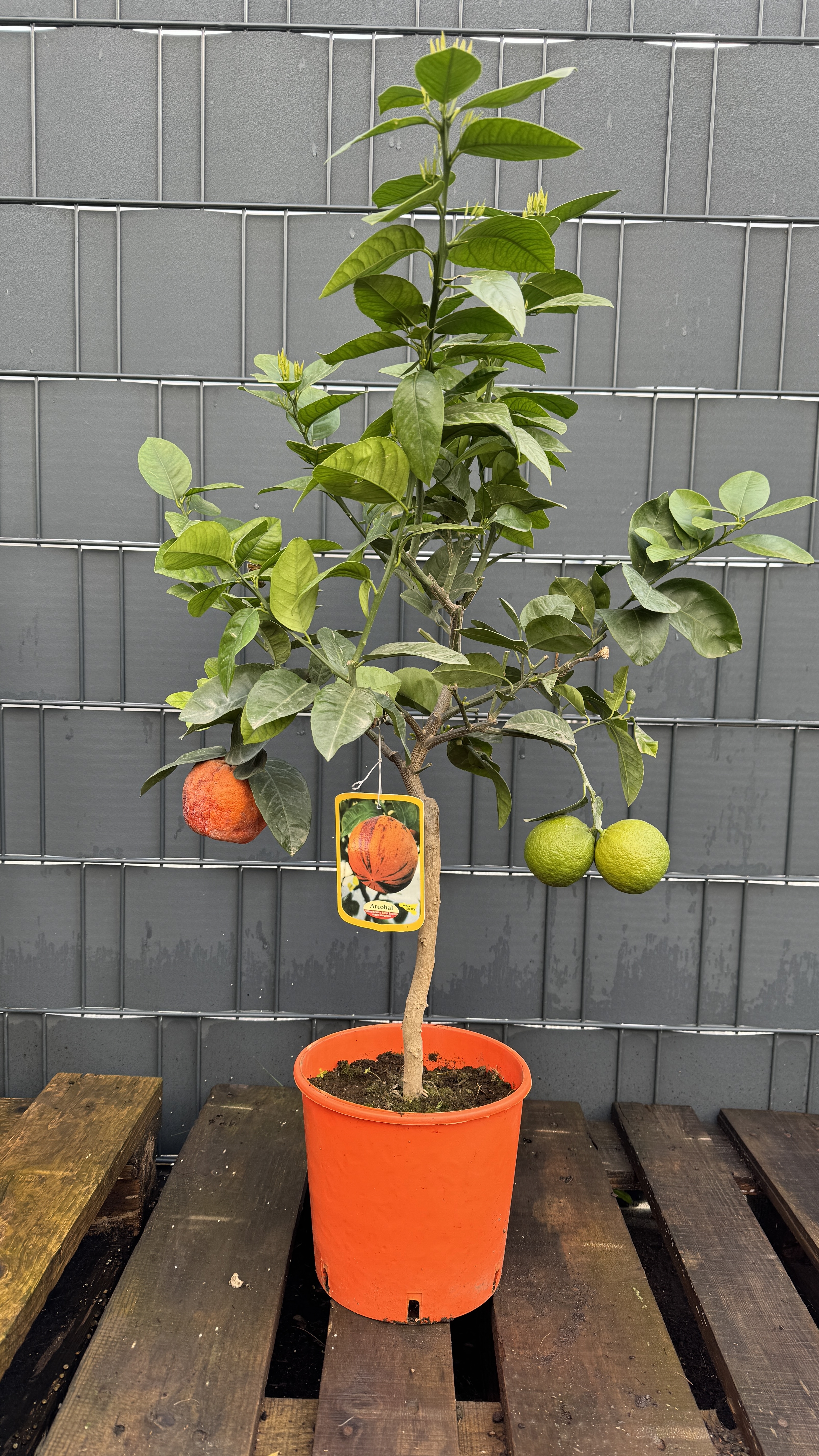 Citrus meyeri x Citrus sinensis doppio sanguineo Orange "Arcobal" Regenbogen Orange 70-90cm