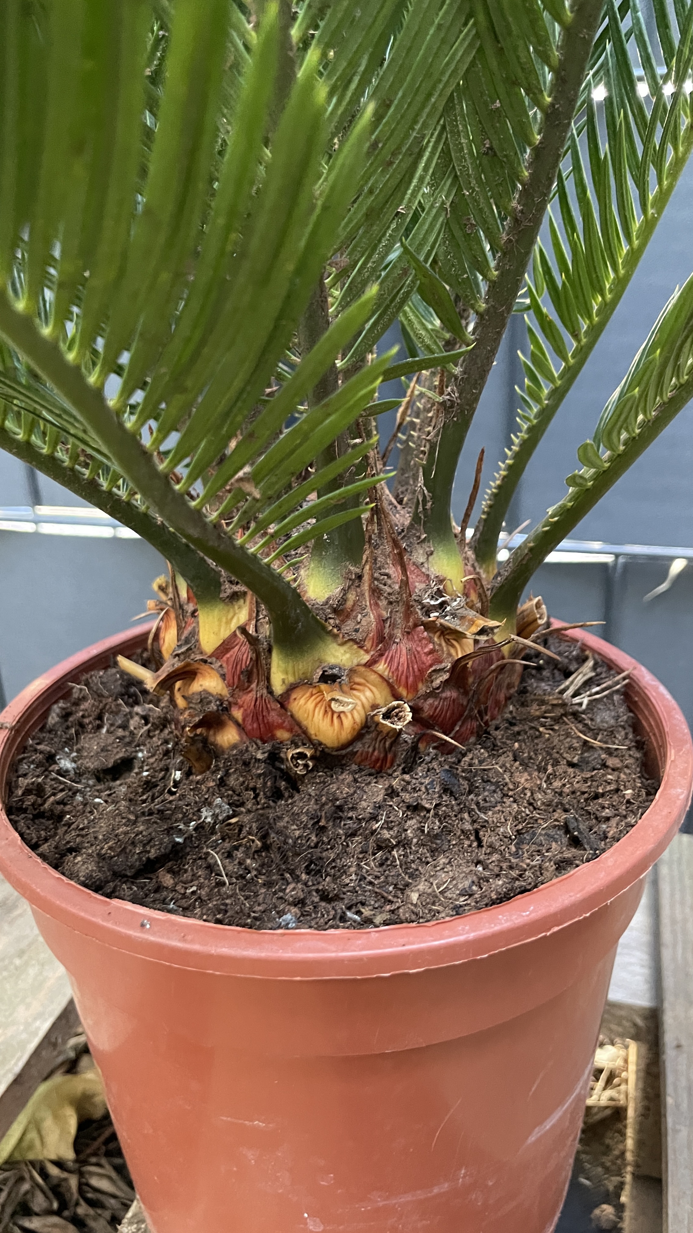 Cycas revoluta - Japanischer Sagopalmfarn 55-65cm / Wedel 12+