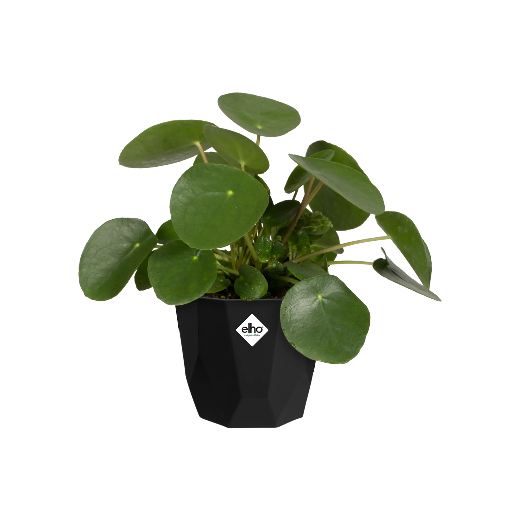 elho b.for rock 18cm, living black