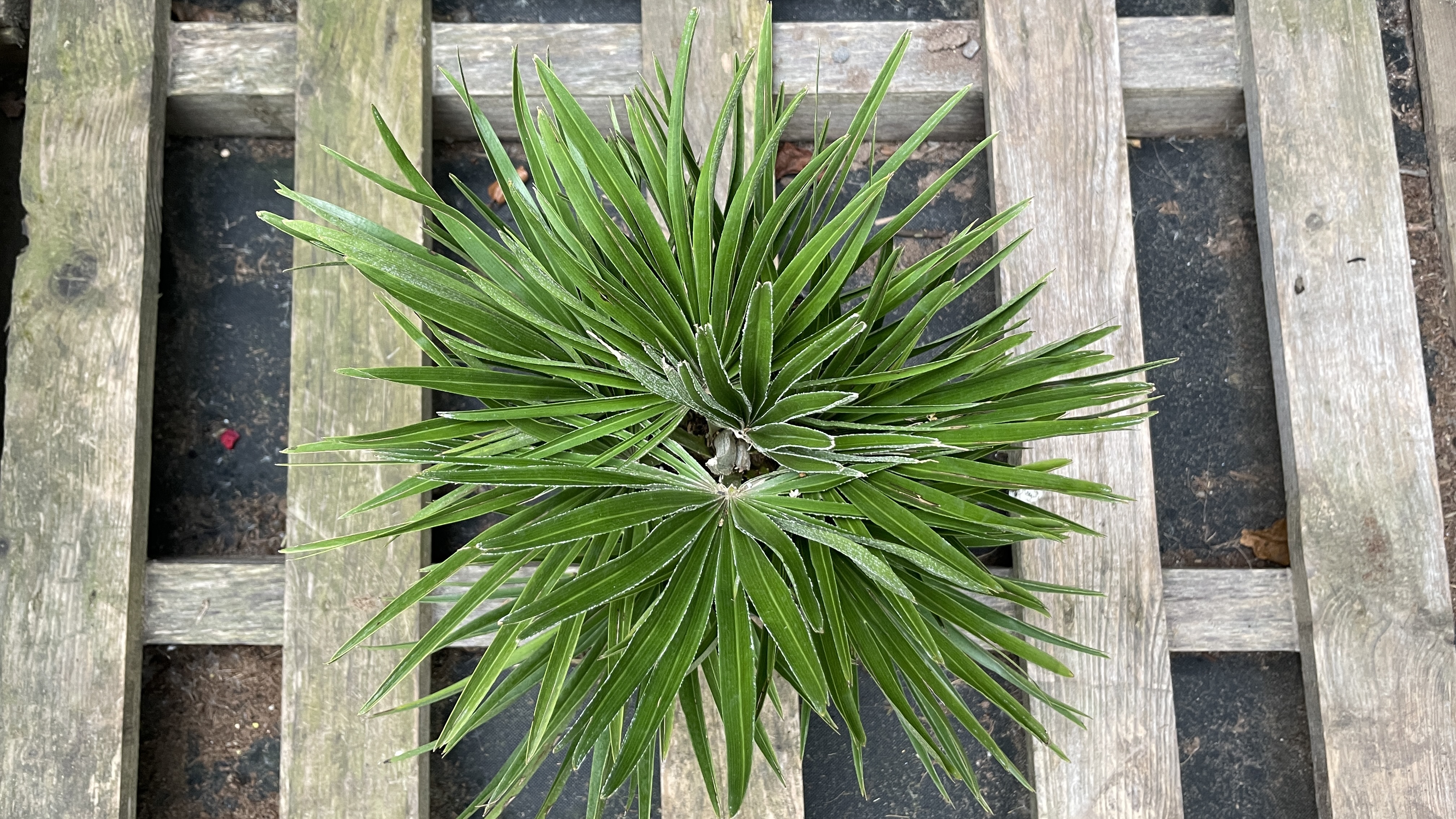 Chamaerops humilis "vulcano" Zwergpalme 35-50cm