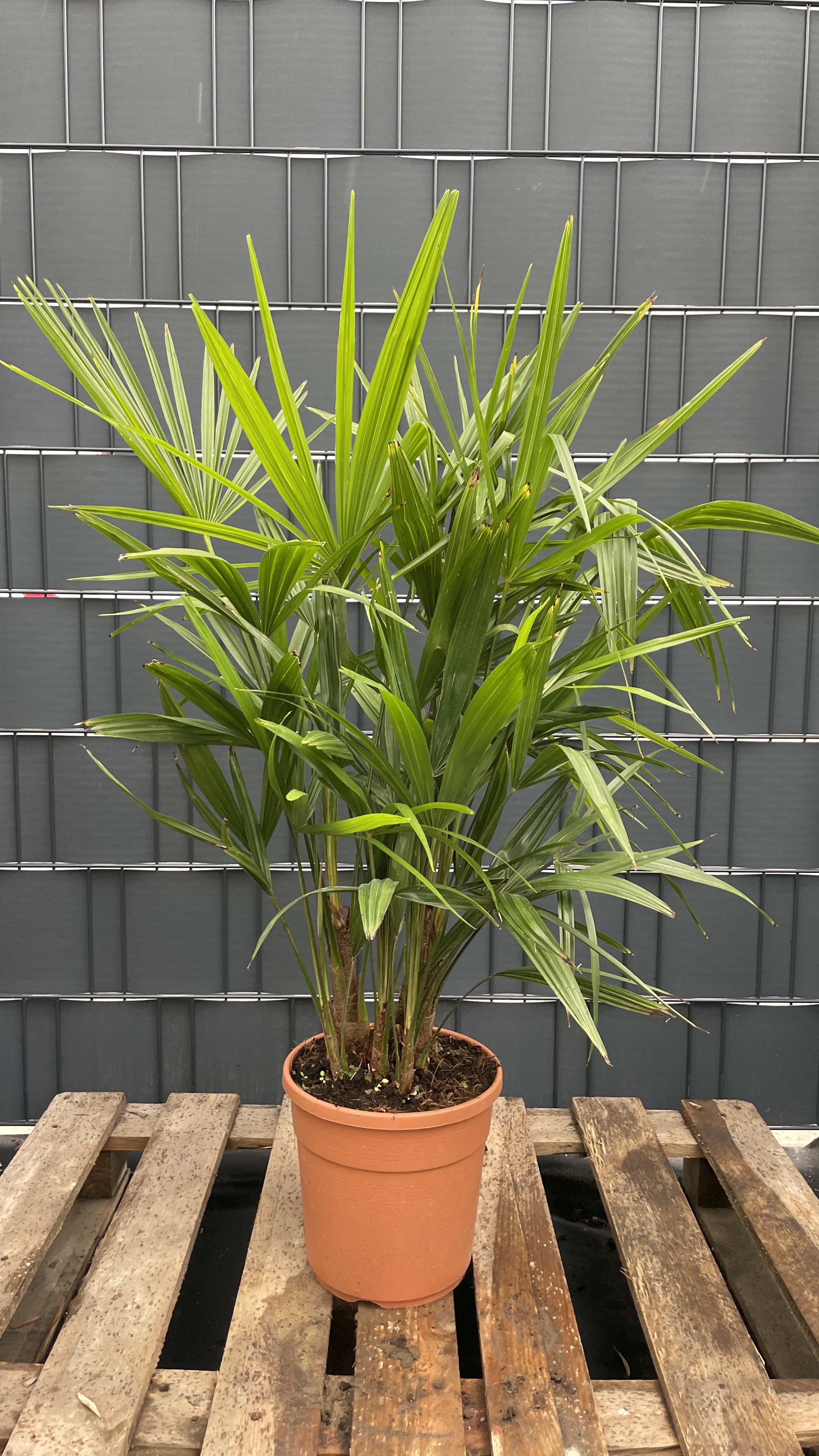 Trachycarpus fortunei Chinesische Hanfpalme Multistamm 95-105cm