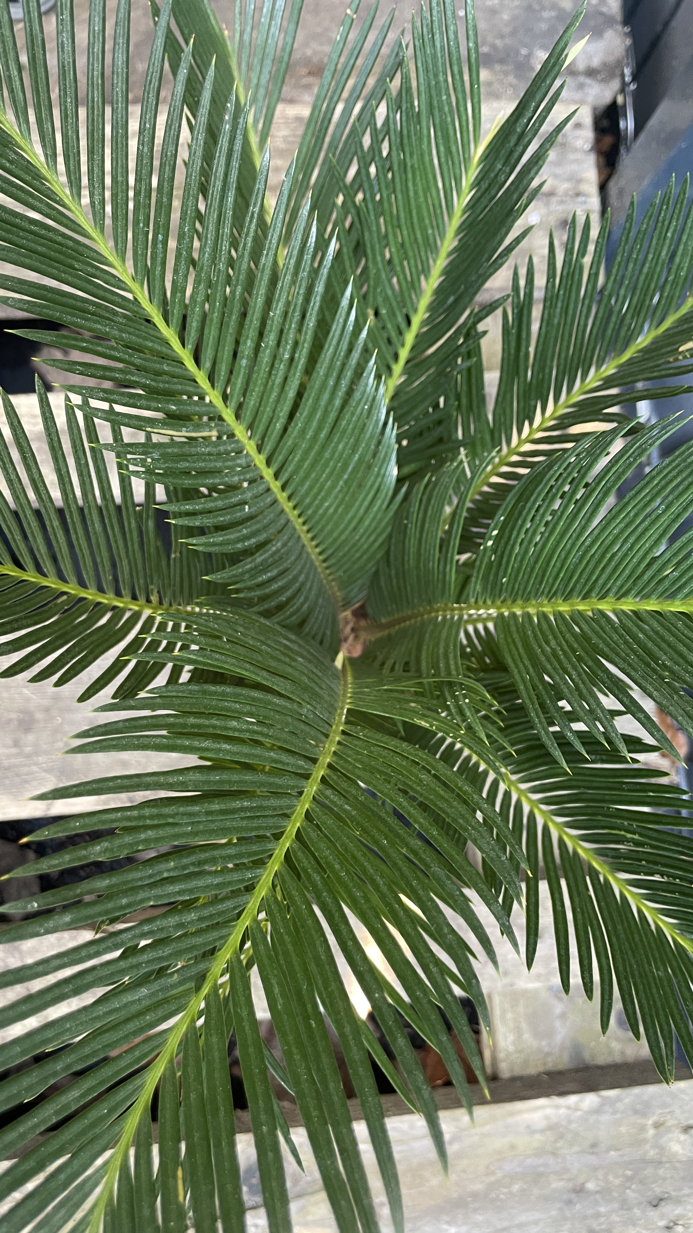 Cycas revoluta - Japanischer Sagopalmfarn 45-55cm