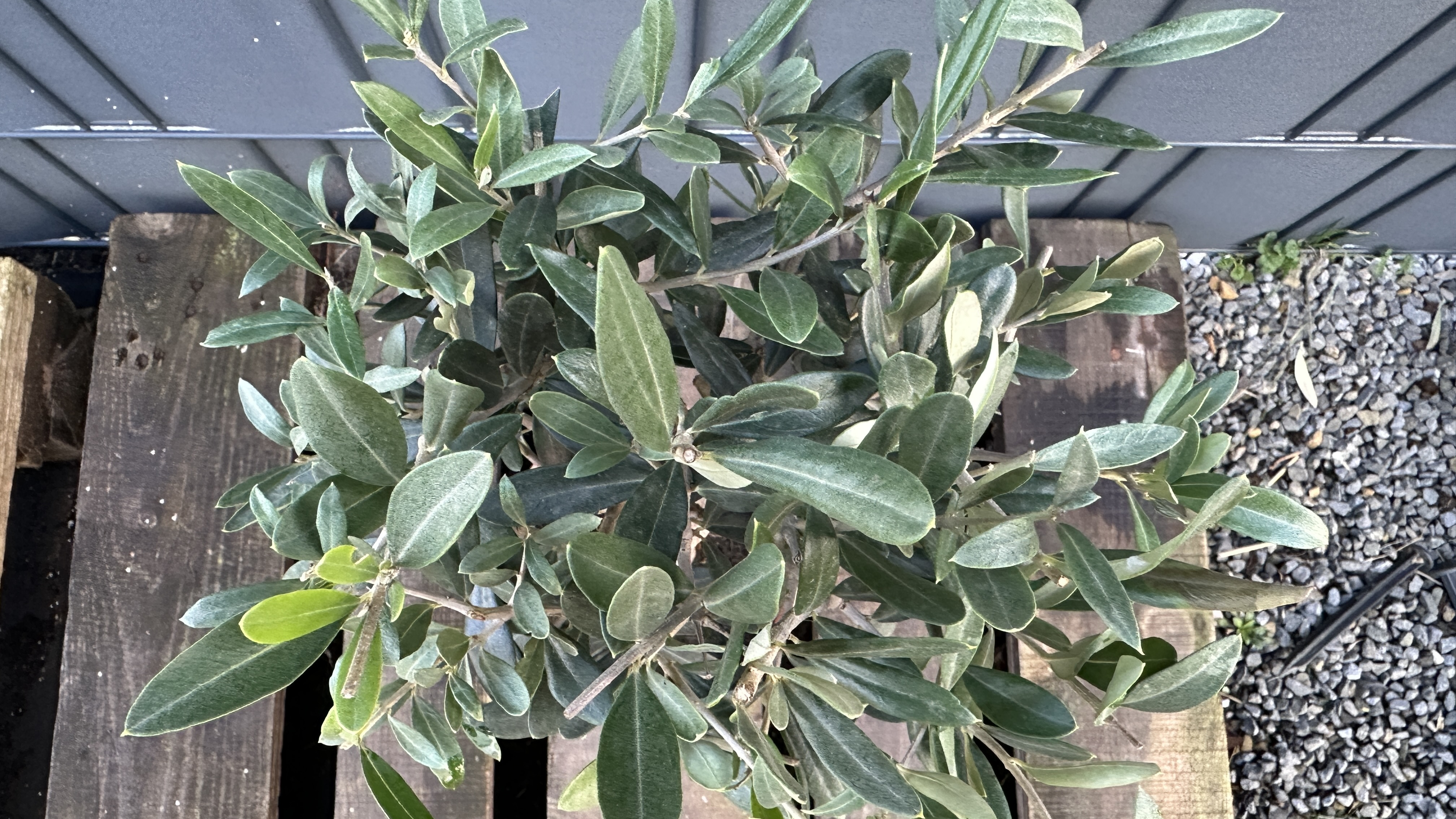 Olea europaea - Olivenbaum 50-60cm (dicker Stamm)