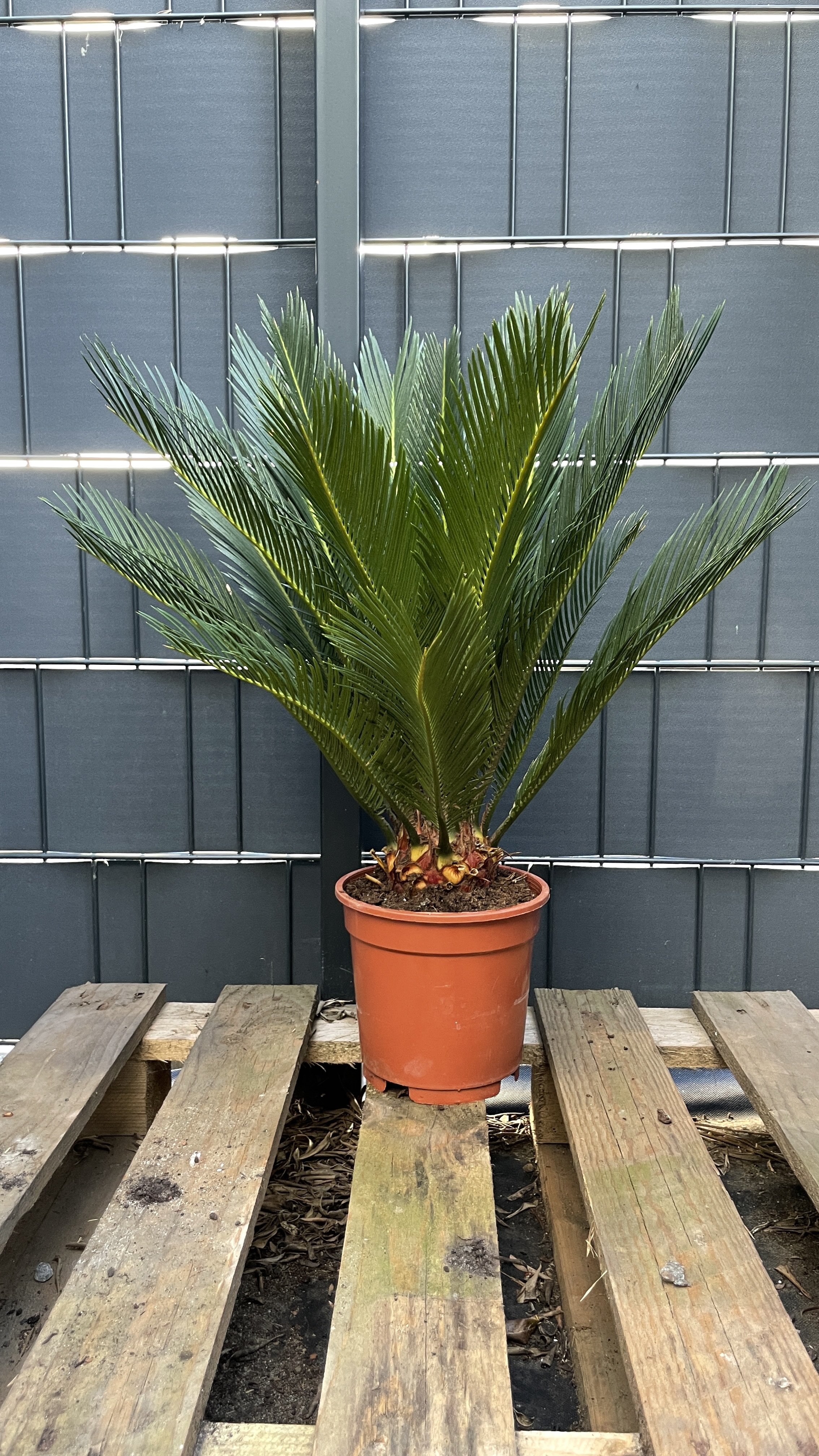 Cycas revoluta - Japanischer Sagopalmfarn 55-65cm / Wedel 12+