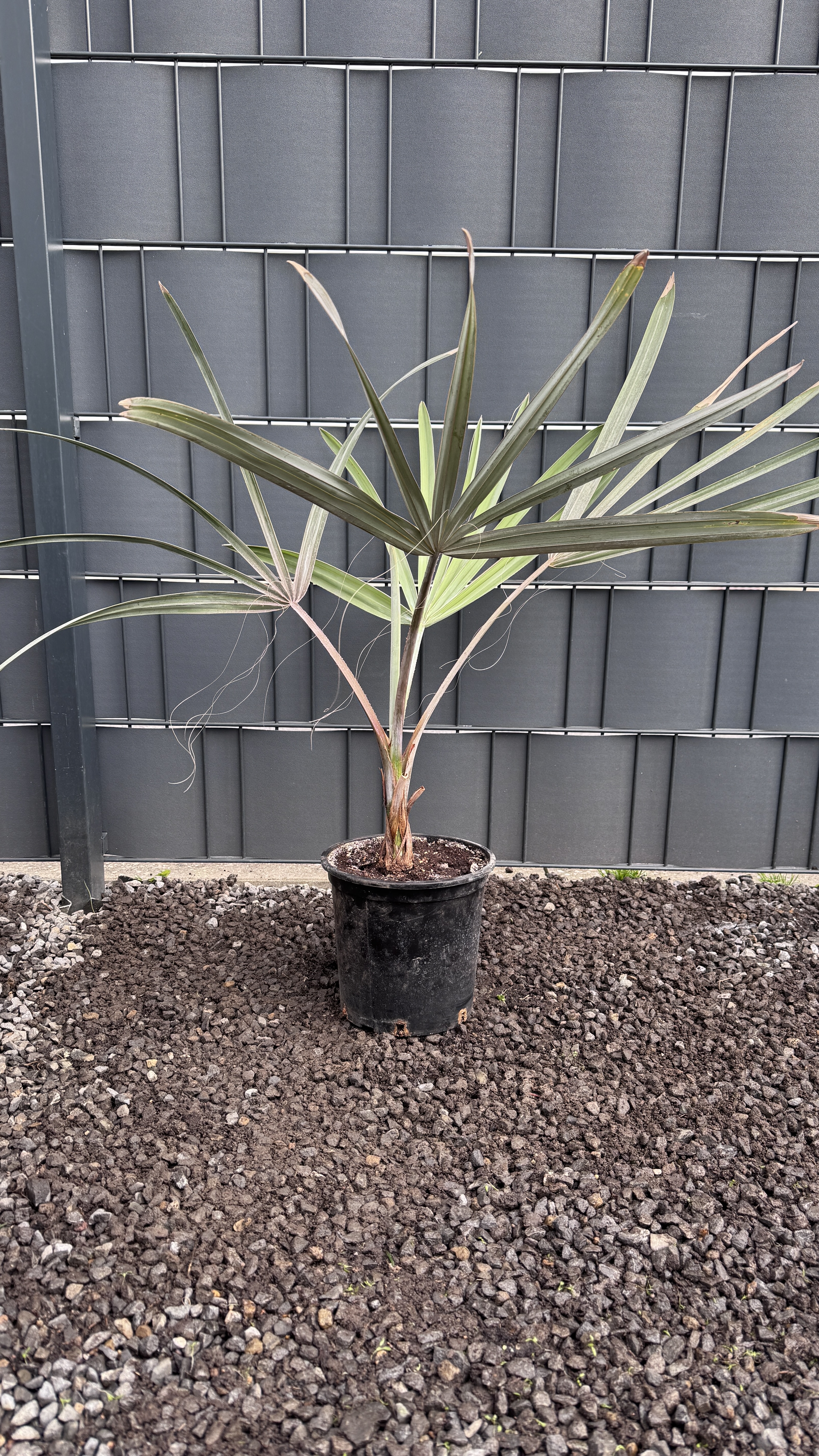 Bismarckia nobilis Bismarckpalme 60-80cm