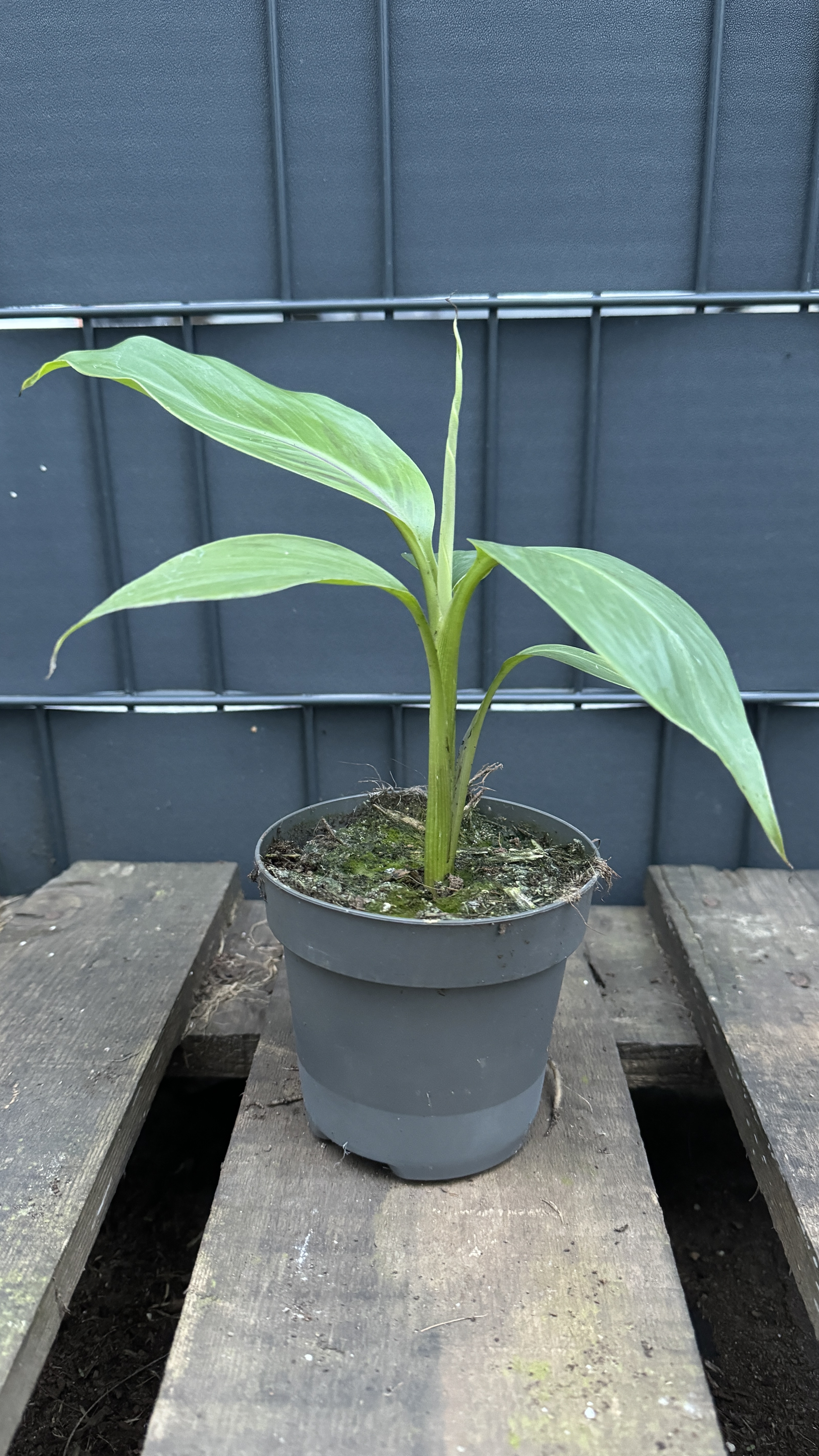 Musa sikkimensis Darjeeling Banane, 25-40cm