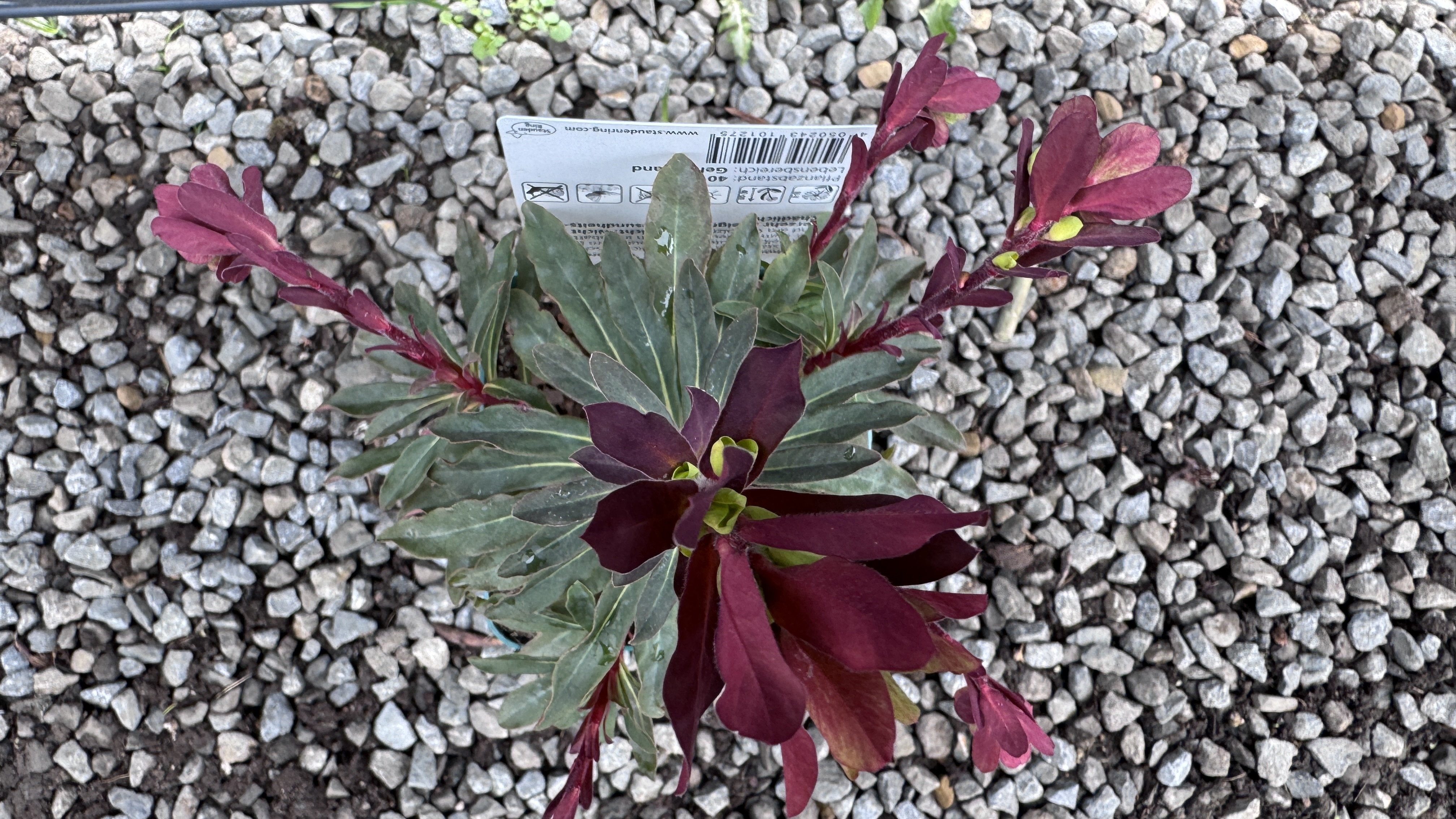 Euphorbia amygdaloides 'Purpurea' Rotblättrige Wolfsmilch 30-35cm
