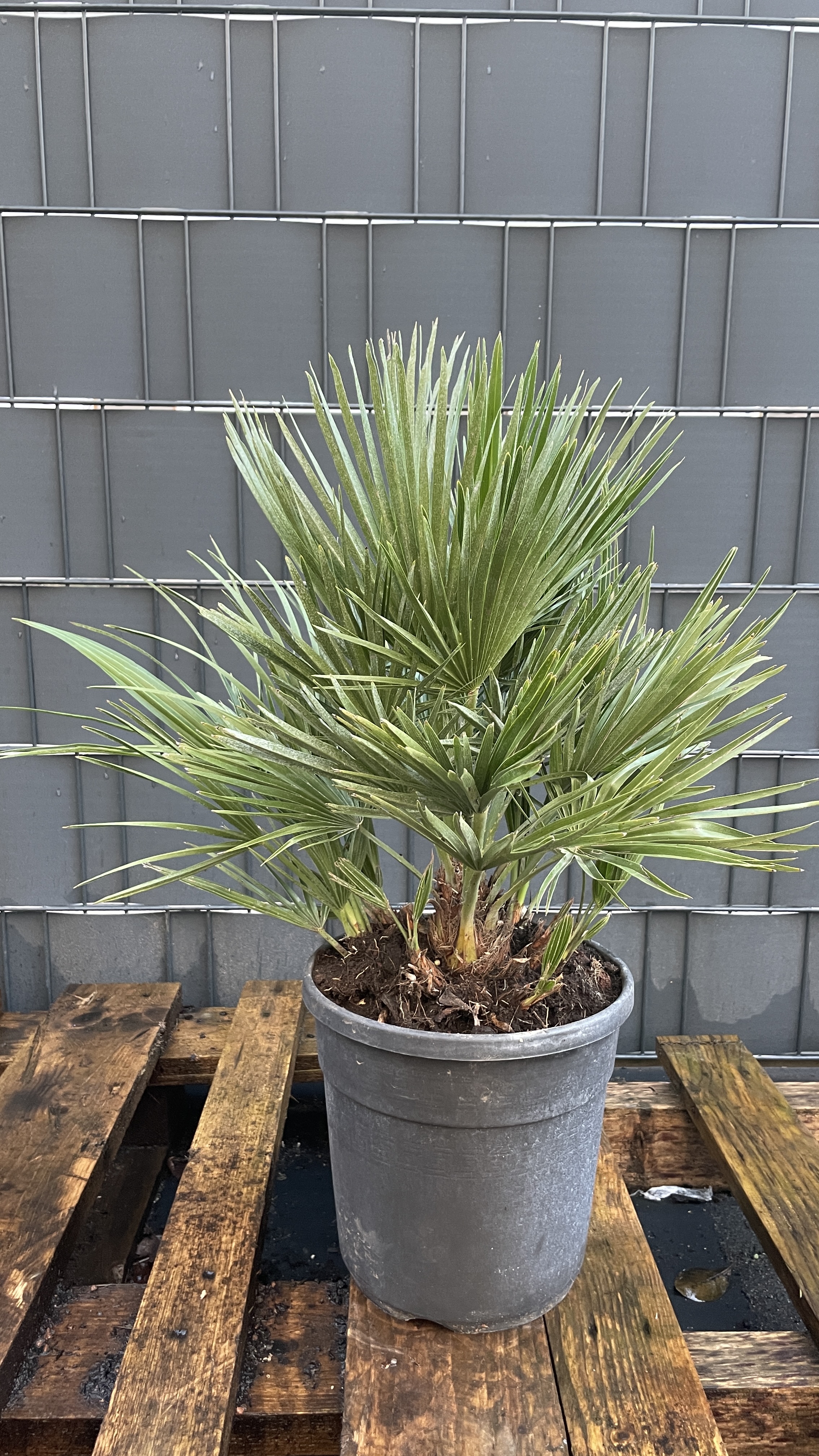 Chamaerops humilis "vulcano" Zwergpalme 45-60cm