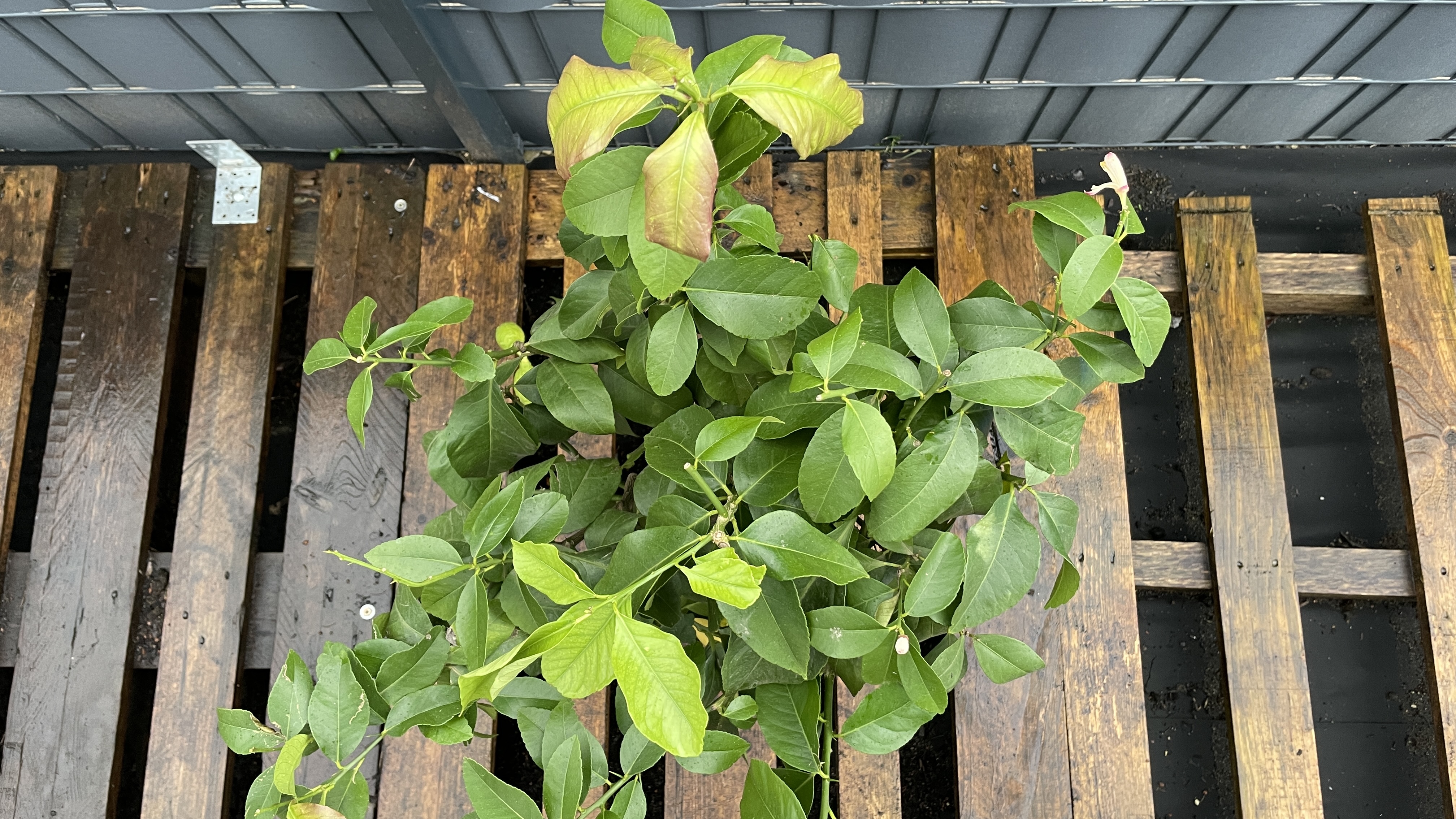 Citrus limon Echter Zitronenbaum 70-80cm