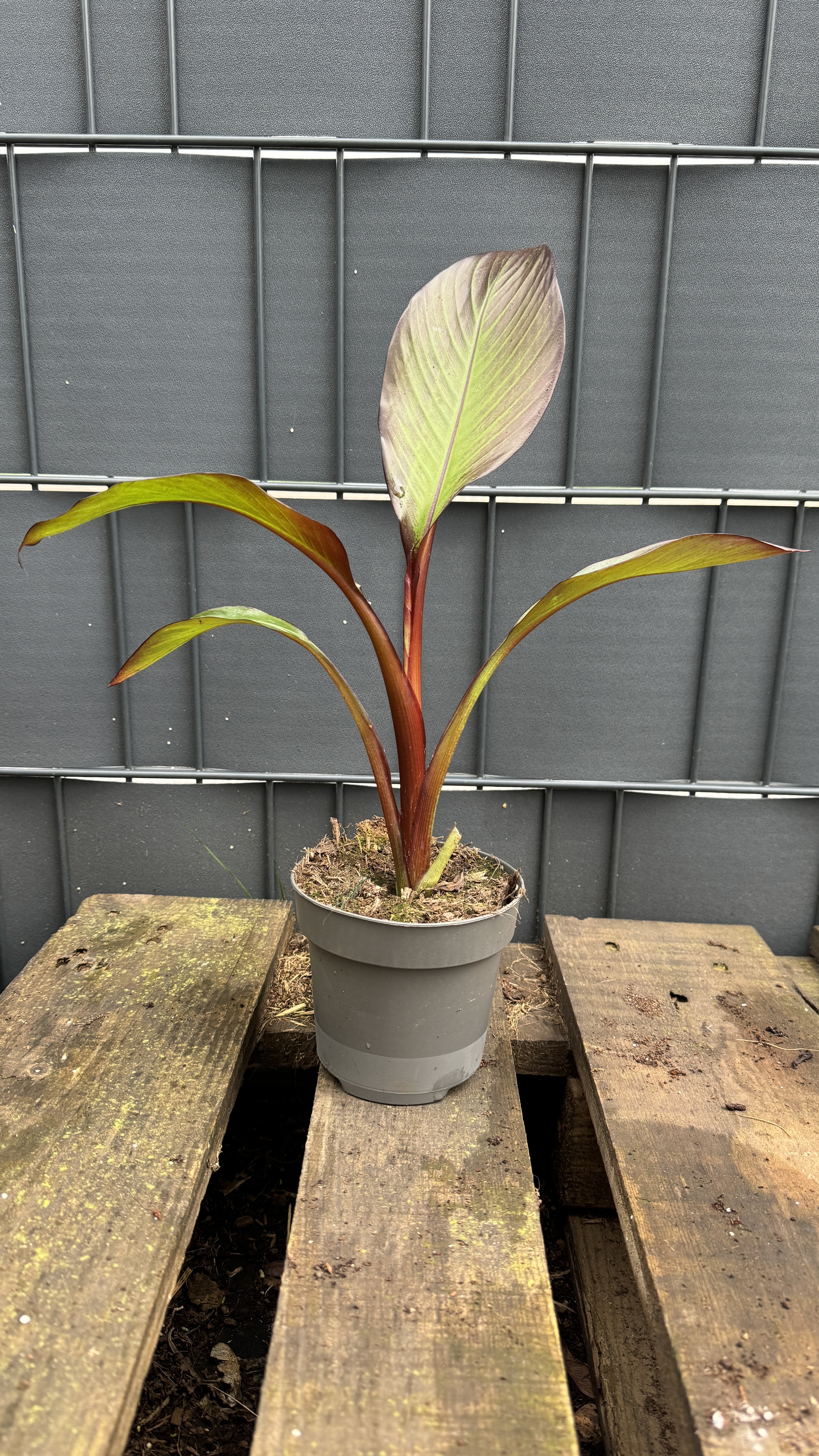 Musa Ensete ventricosum maurelli Rote Zierbanane 30-50cm