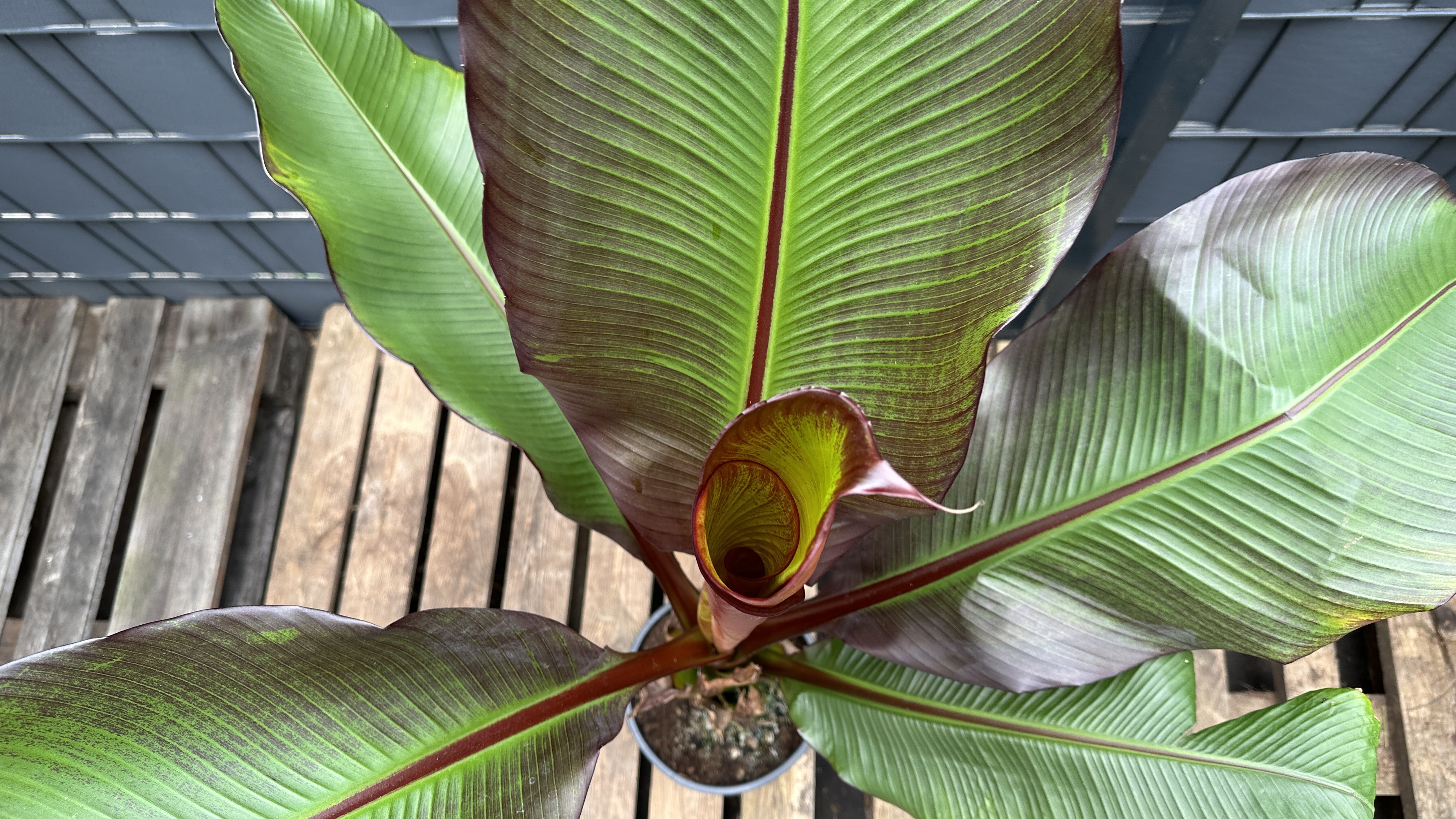 Musa Ensete ventricosum maurelli Rote Zierbanane 90-120cm
