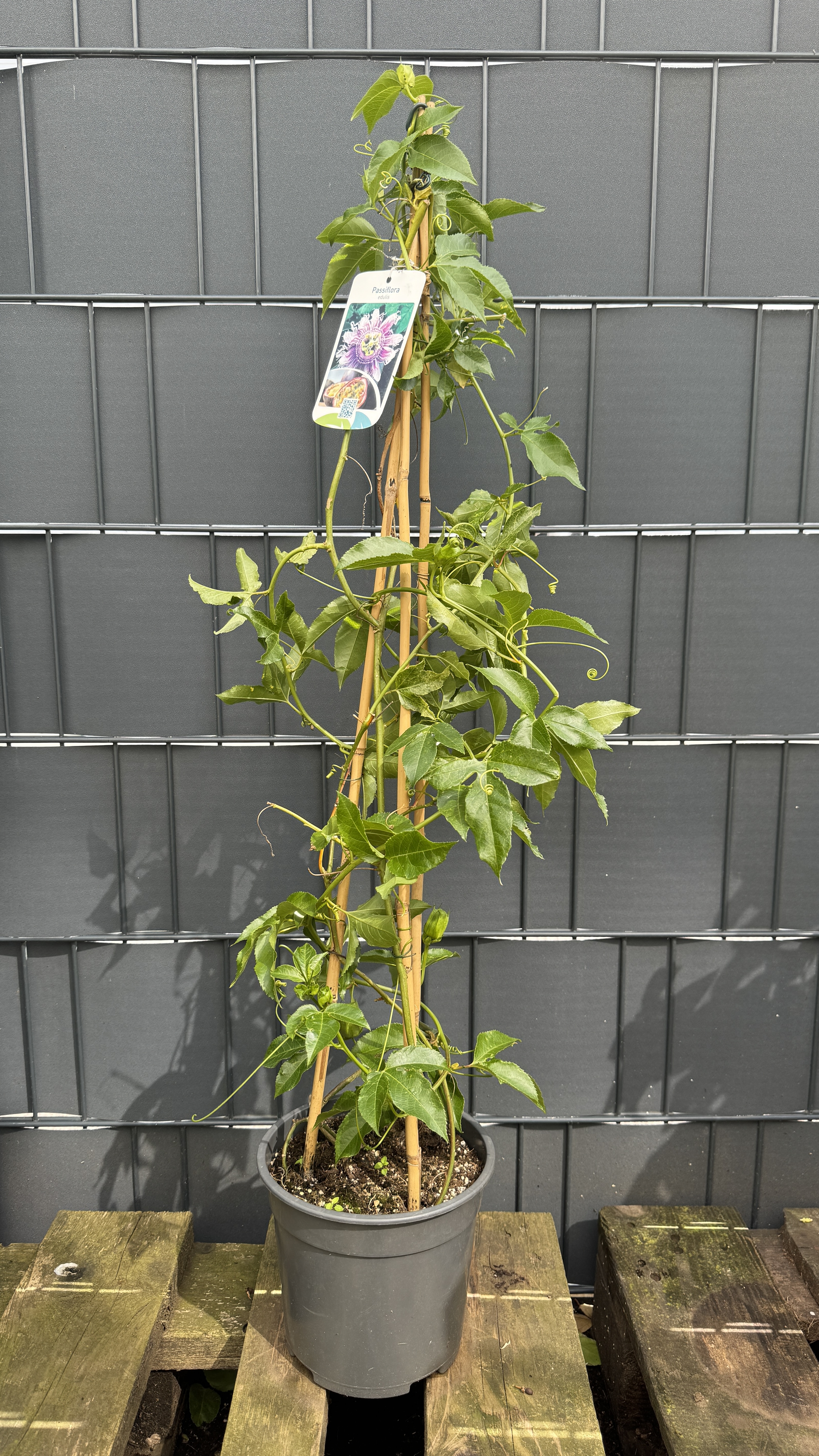 Passiflora edulis Passionsfrucht (Maracuja) 85-100cm