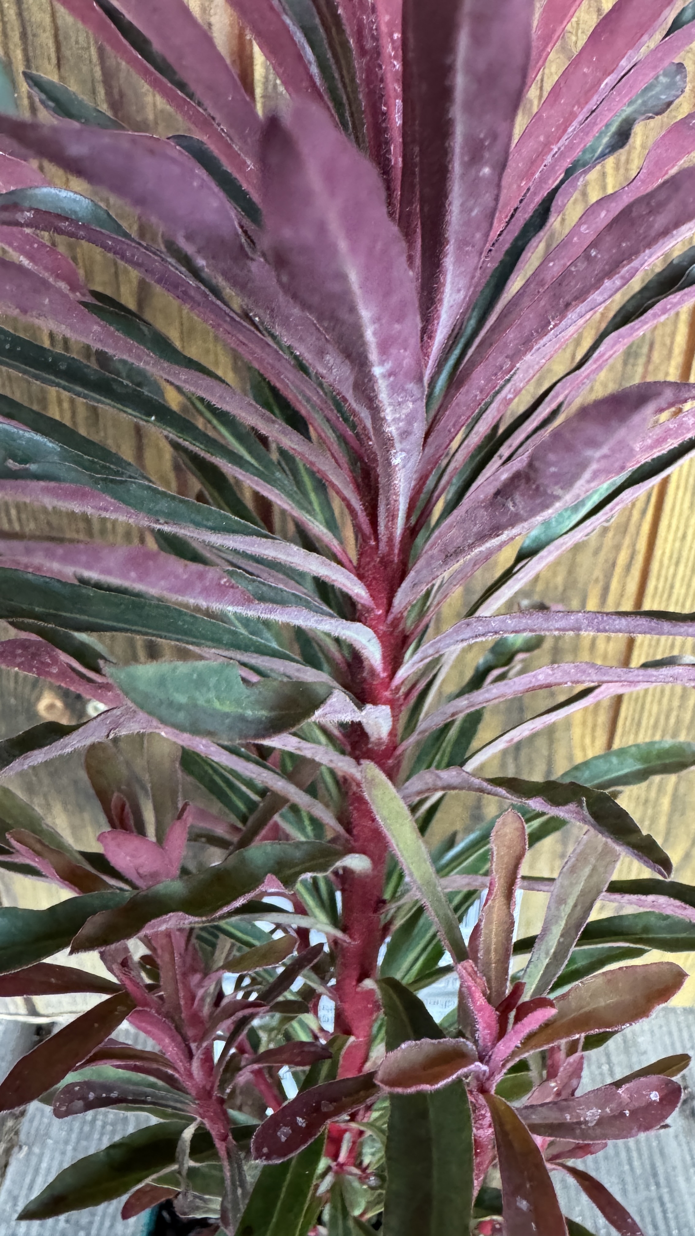 Euphorbia amygdaloides 'Miners Merlot' Rote Garten-Wolfsmilch 40-45cm