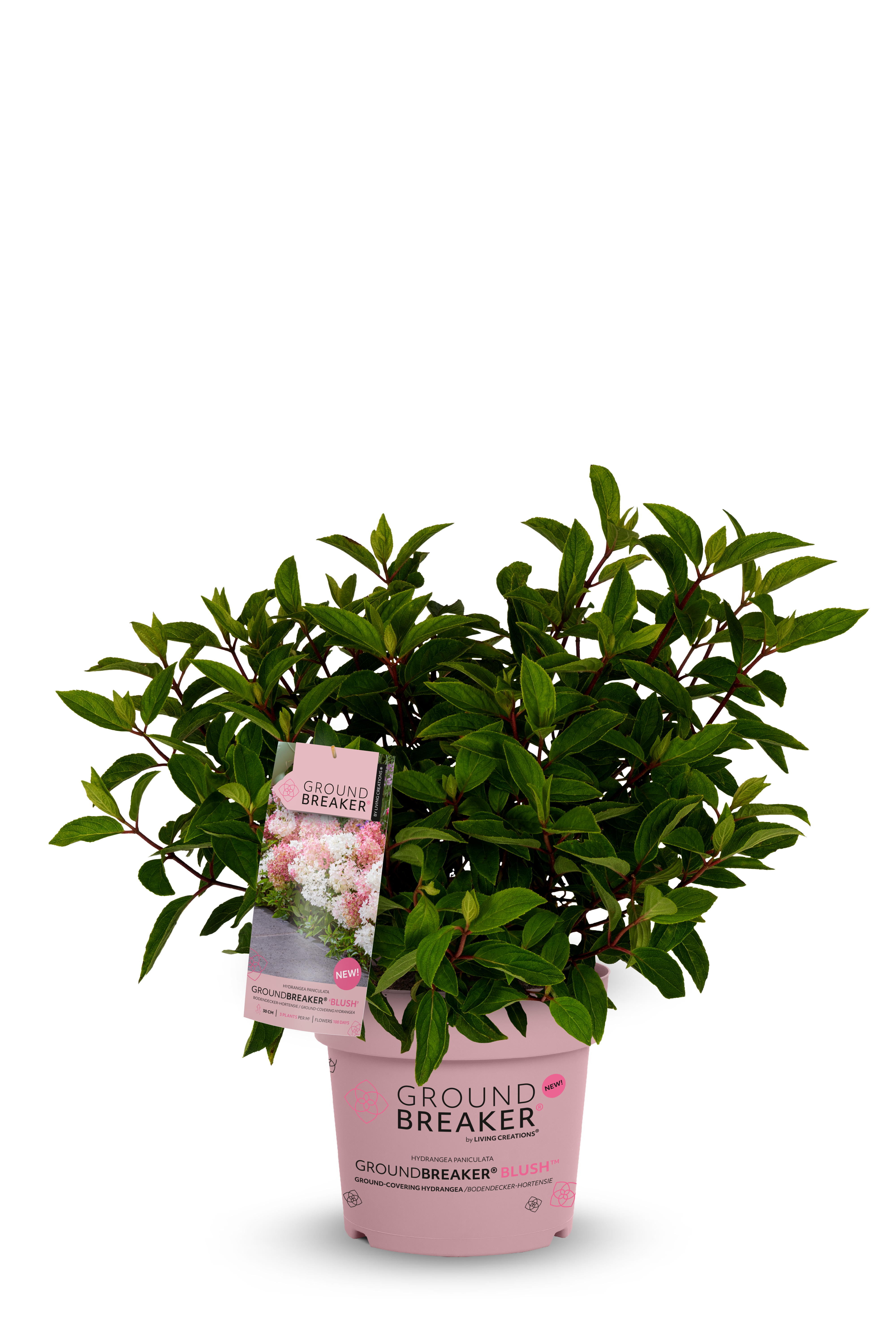 Zwerg-Rispenhortensie Groundbreaker® Blush, 30-40cm