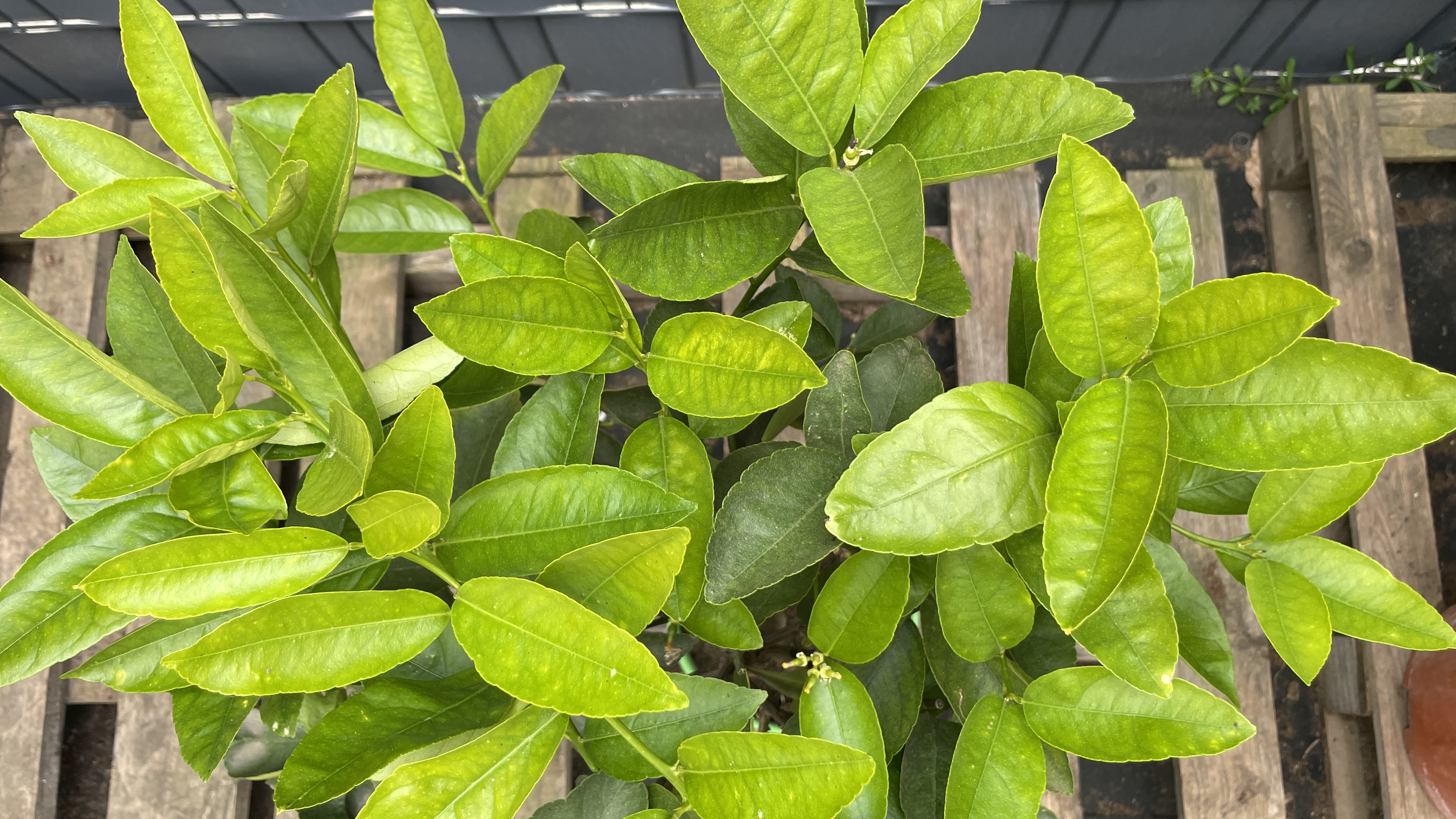 Citrus aurantifolia Lime Echter Limettenbaum 60-70cm