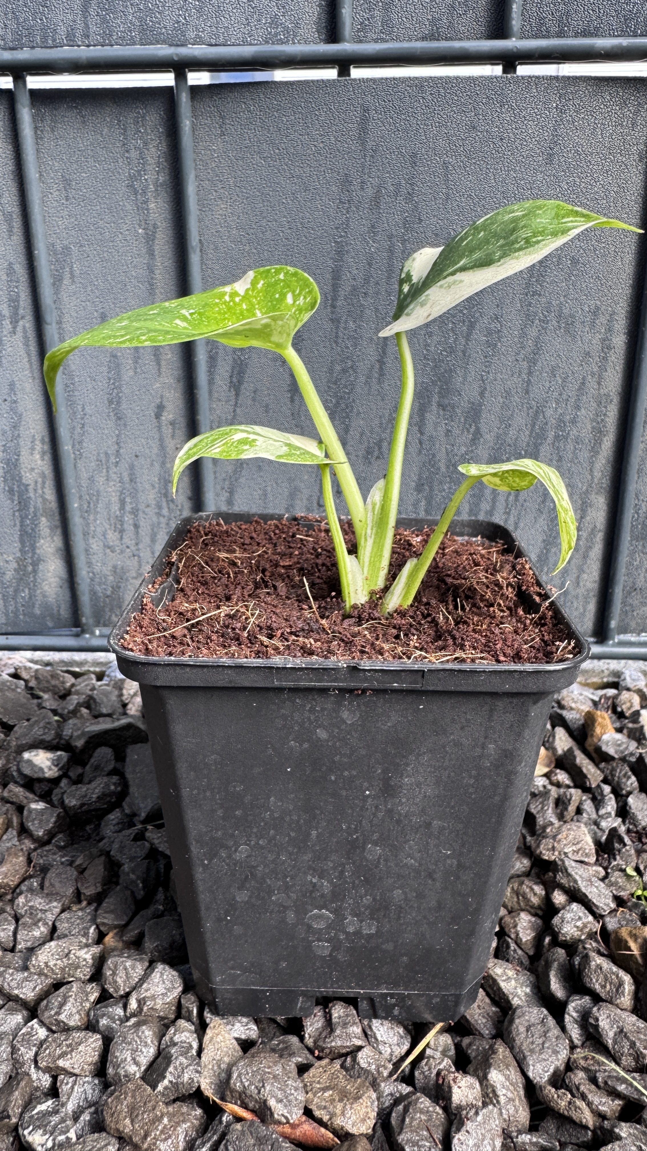 Monstera Thai Constellation Fensterblatt panaschiert 13-19cm