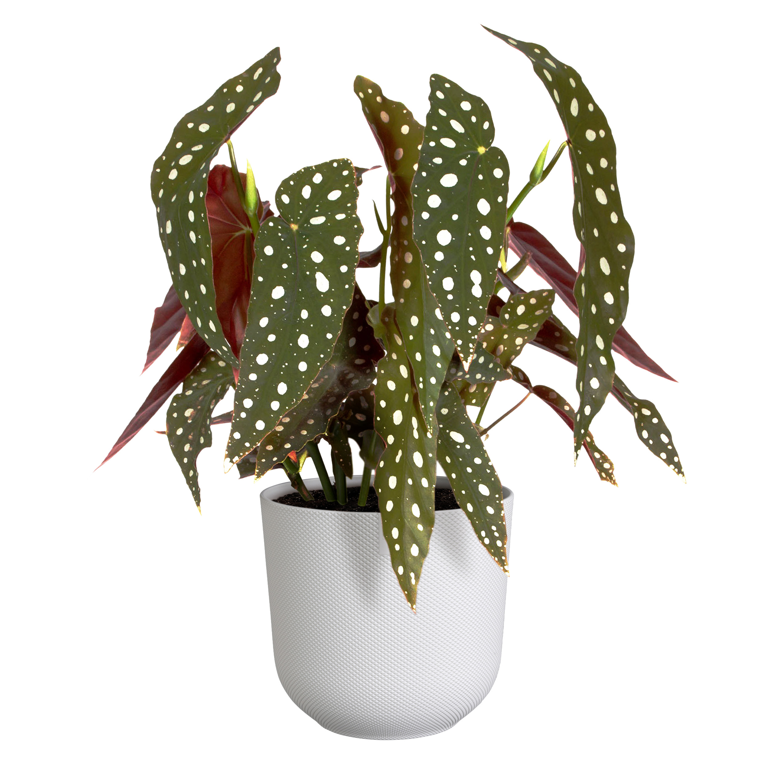 elho jazz rund 23cm seidenweiß