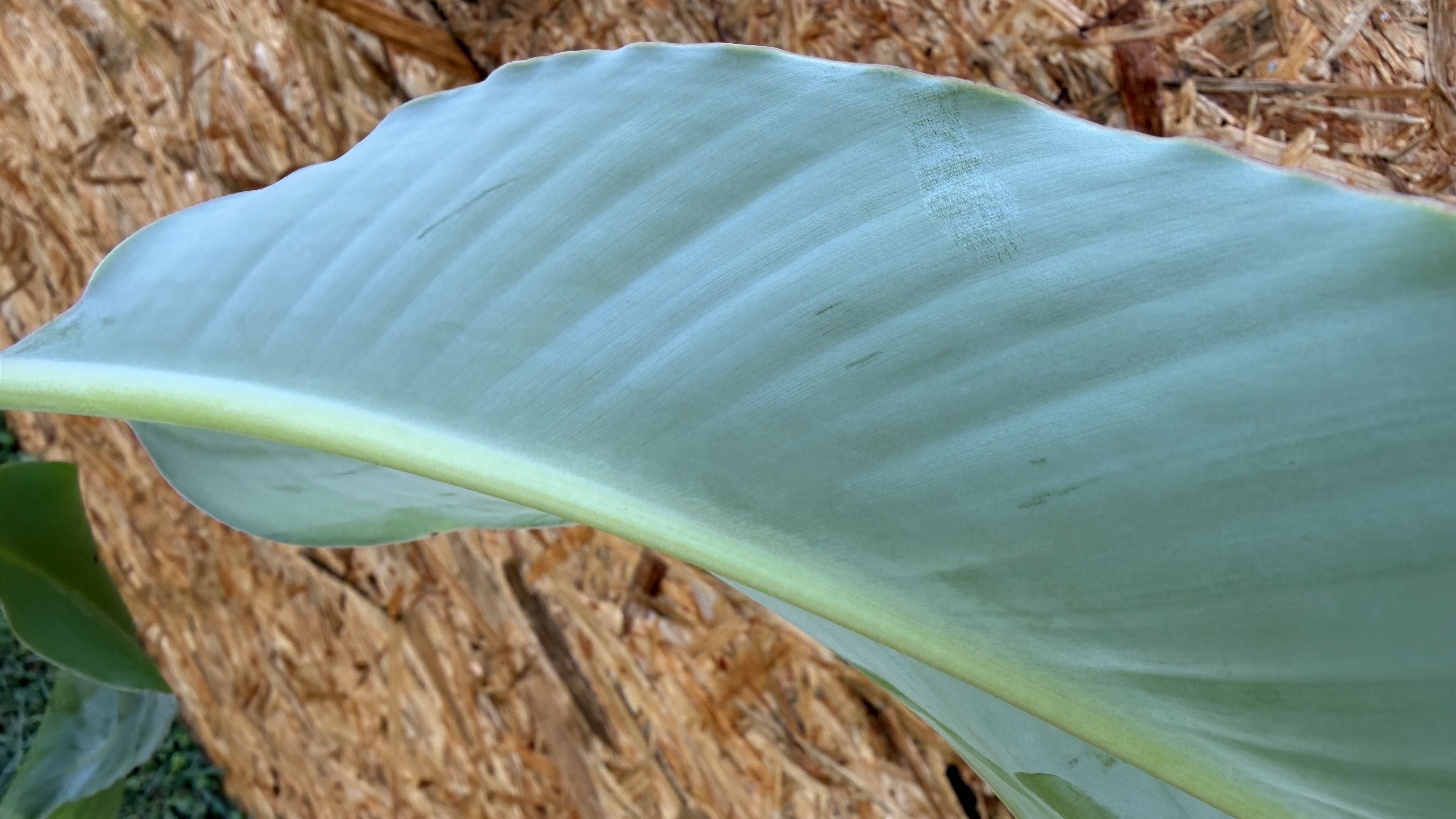 Musa acuminata Blue Java Eiscreme Banane, 40-60cm
